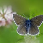 Mazarine Blue (Cyaniris semiargus)