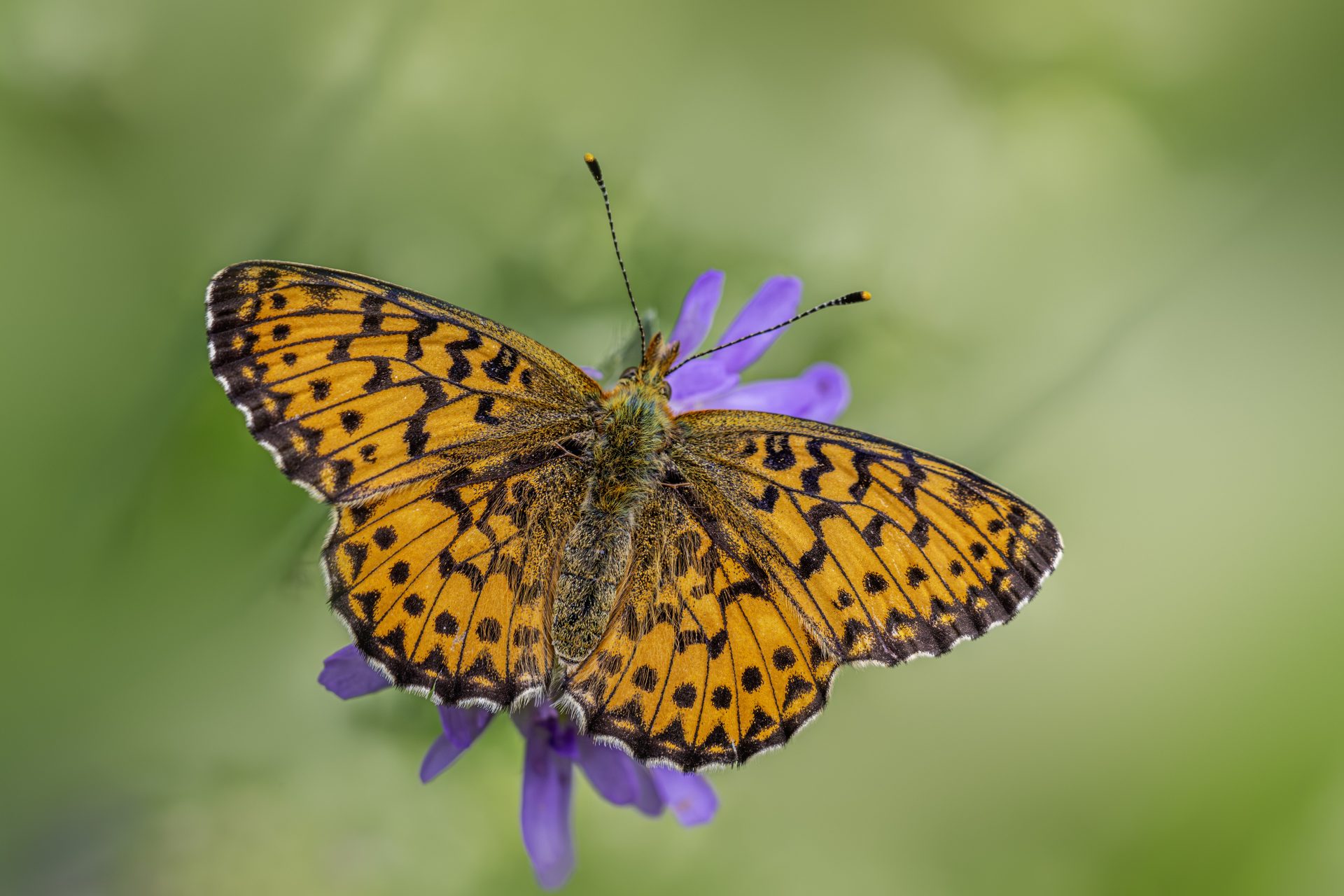 Titania’s Fritillary (Boloria titania)