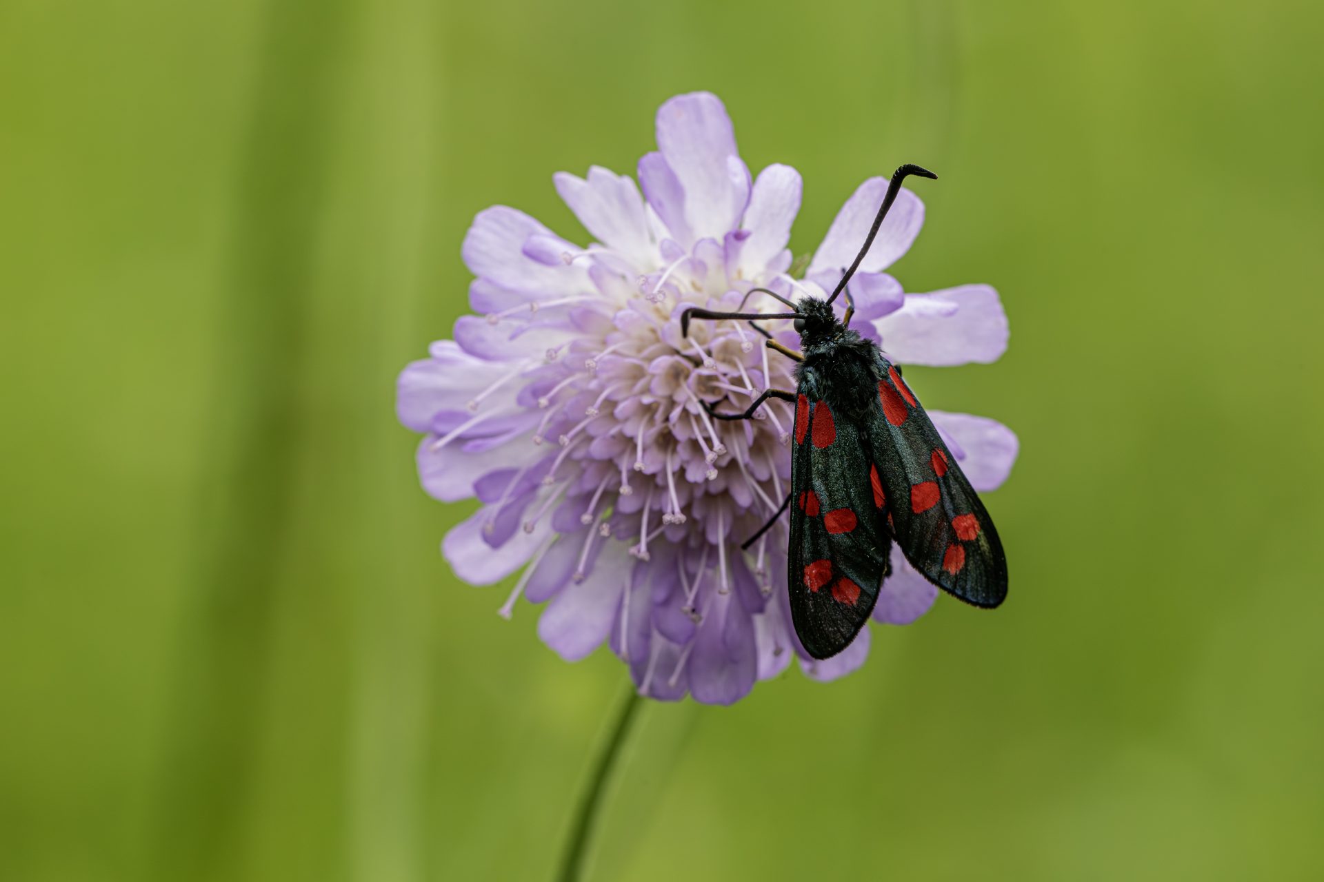 Six-spot Burnet (Zygaena filipendulae)
