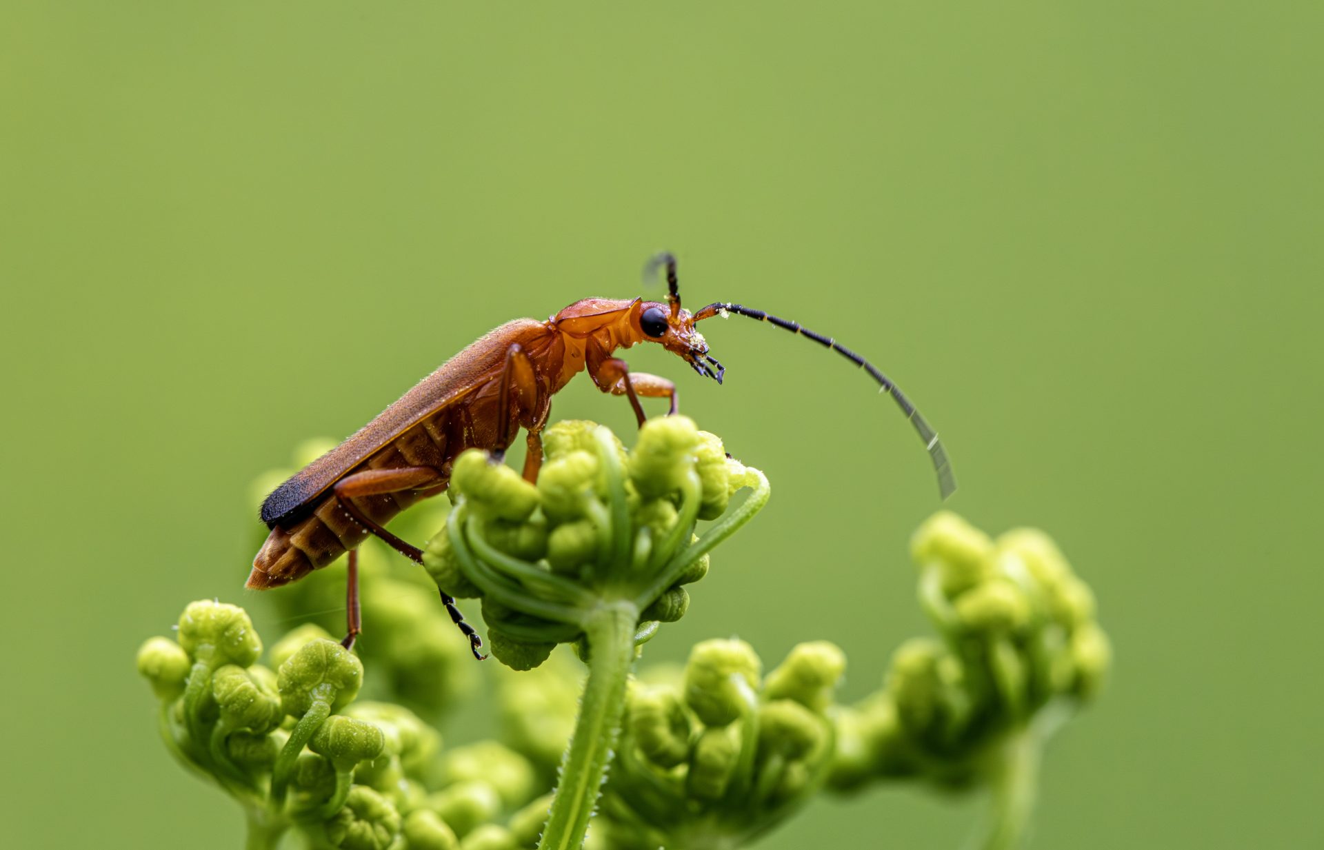 Common red soldier beetle (Rhagonycha fulva)