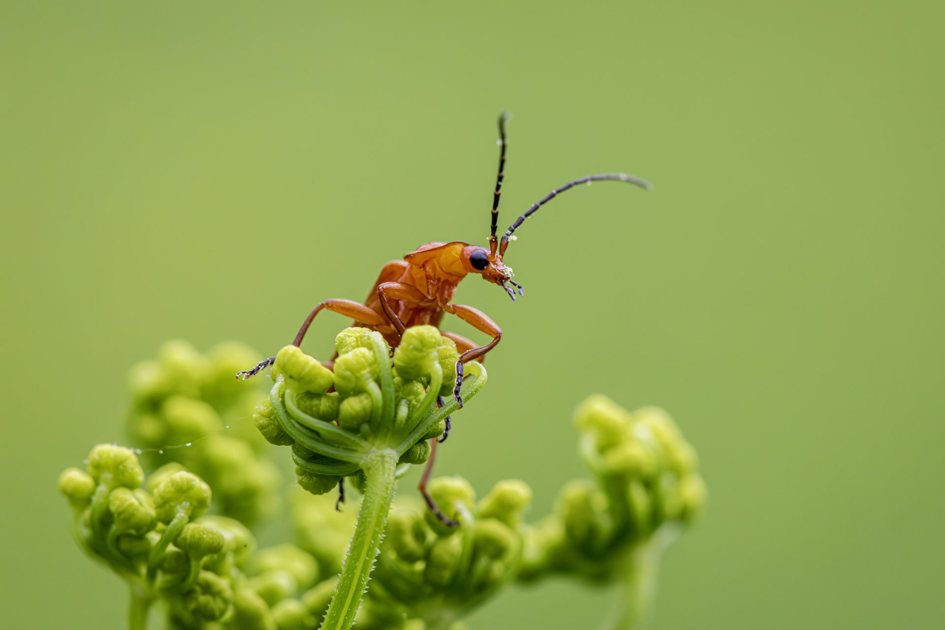 Common red soldier beetle (Rhagonycha fulva)