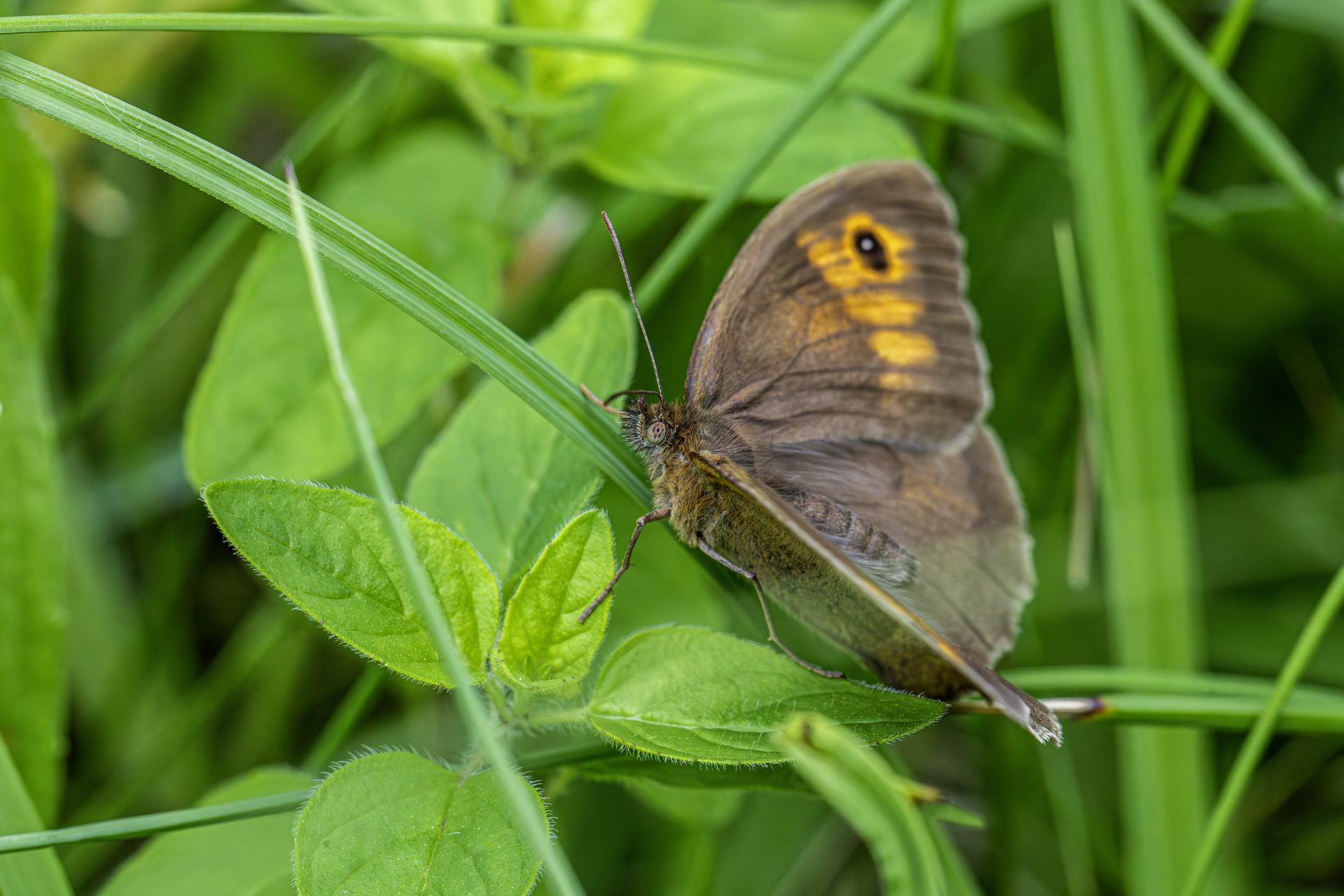 Meadow brown (Maniola jurtina)