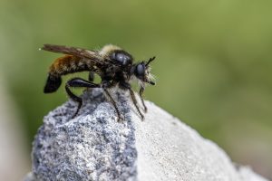 Bumblebee robberfly (Laphria flava)