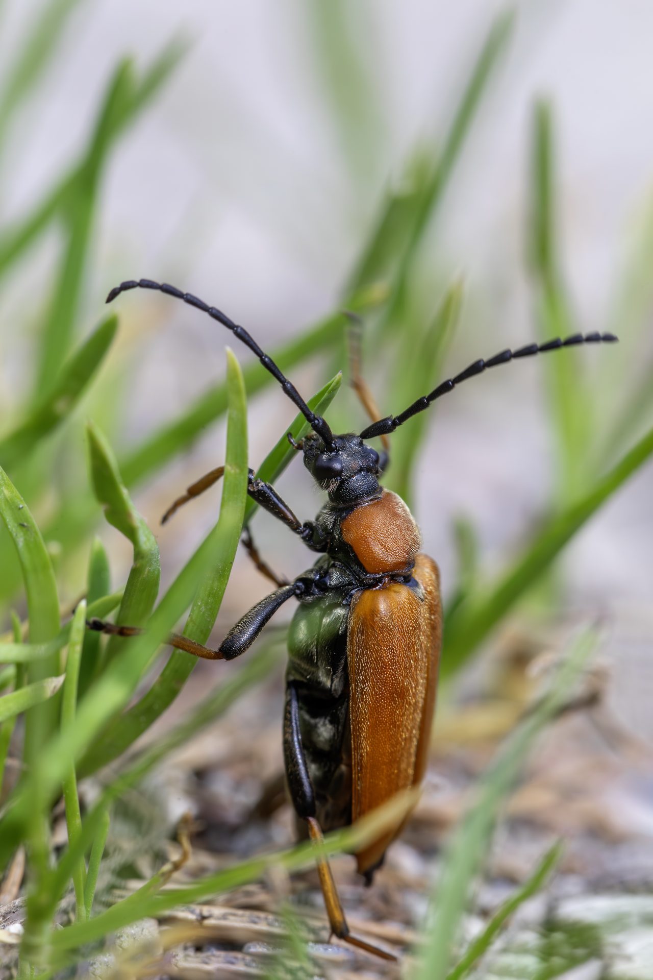 Red-Brown Longhorn Beetle (Stictoleptura rubra)