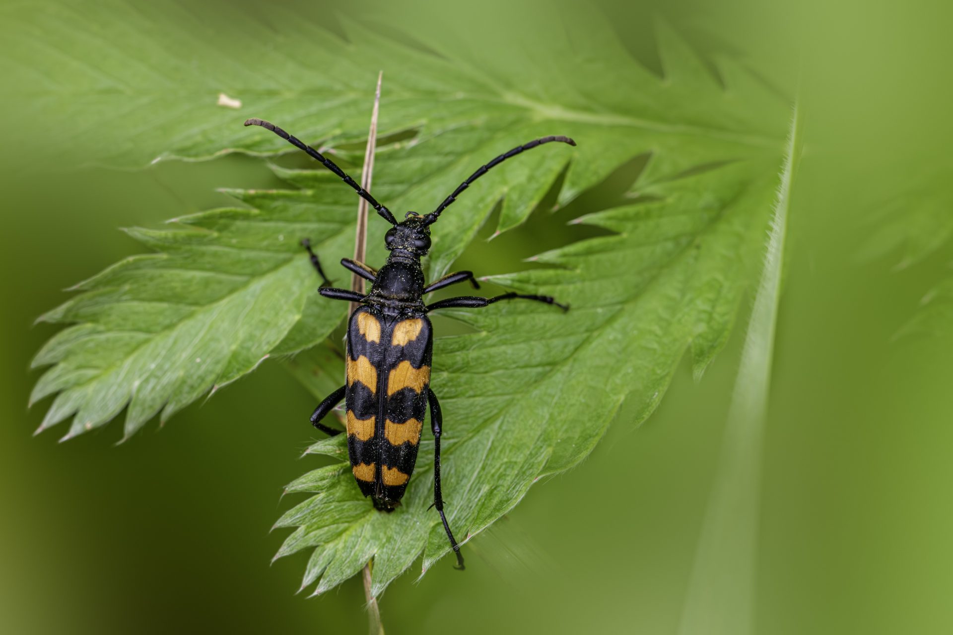 Four-banded Longhorn Beetle (Leptura quadrifaciata)