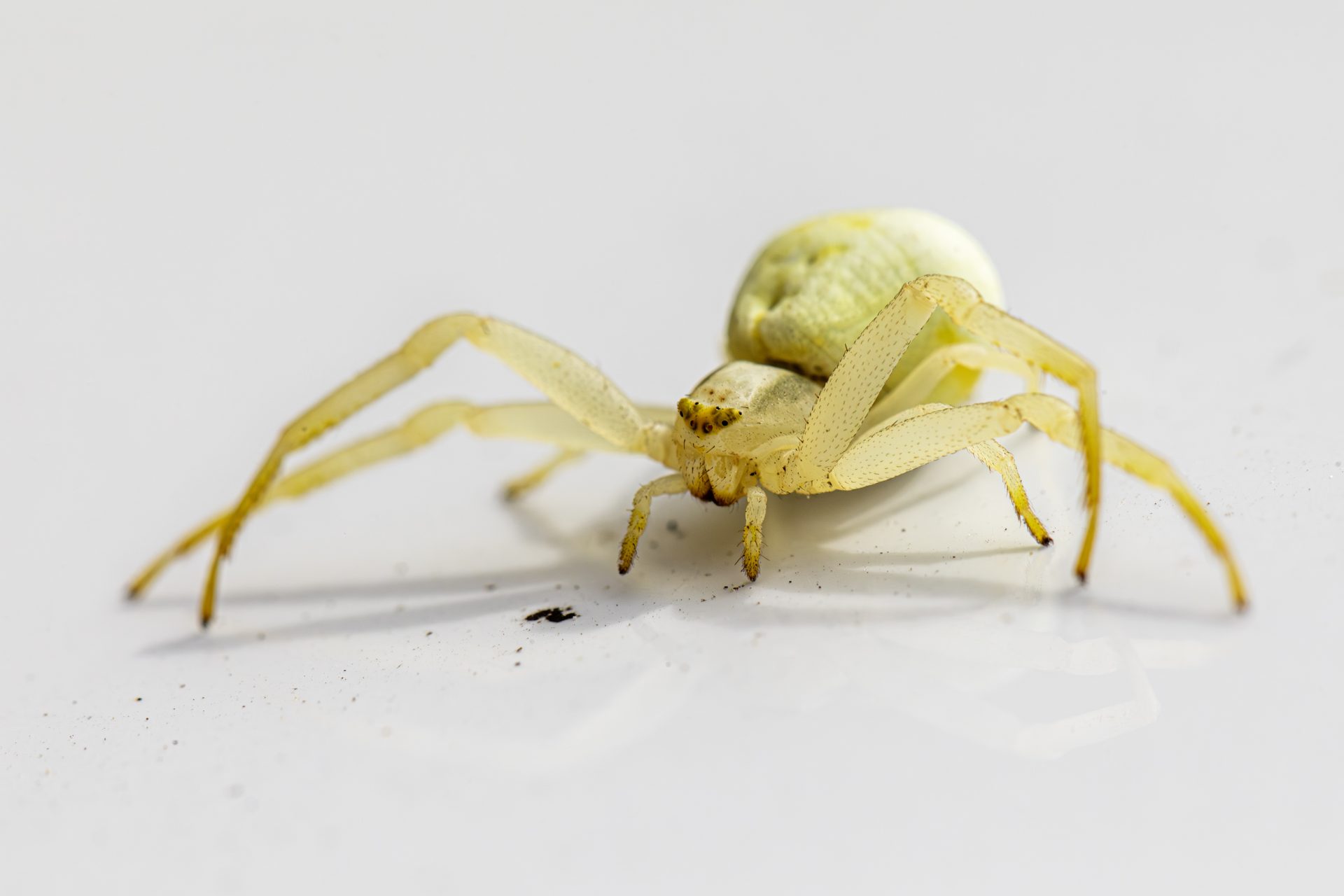 Goldenrod crab spider (Misumena Vatia)
