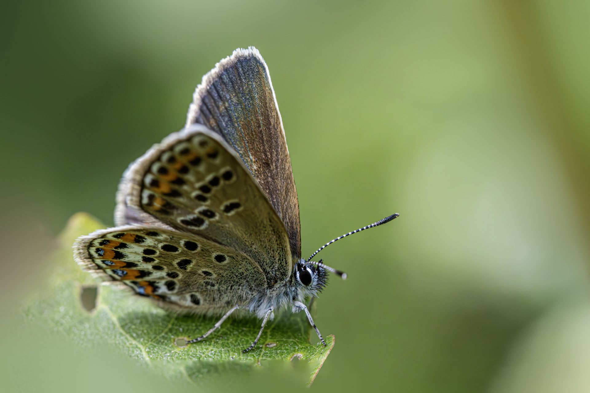Silver-studded Blue (Plebejus argus)