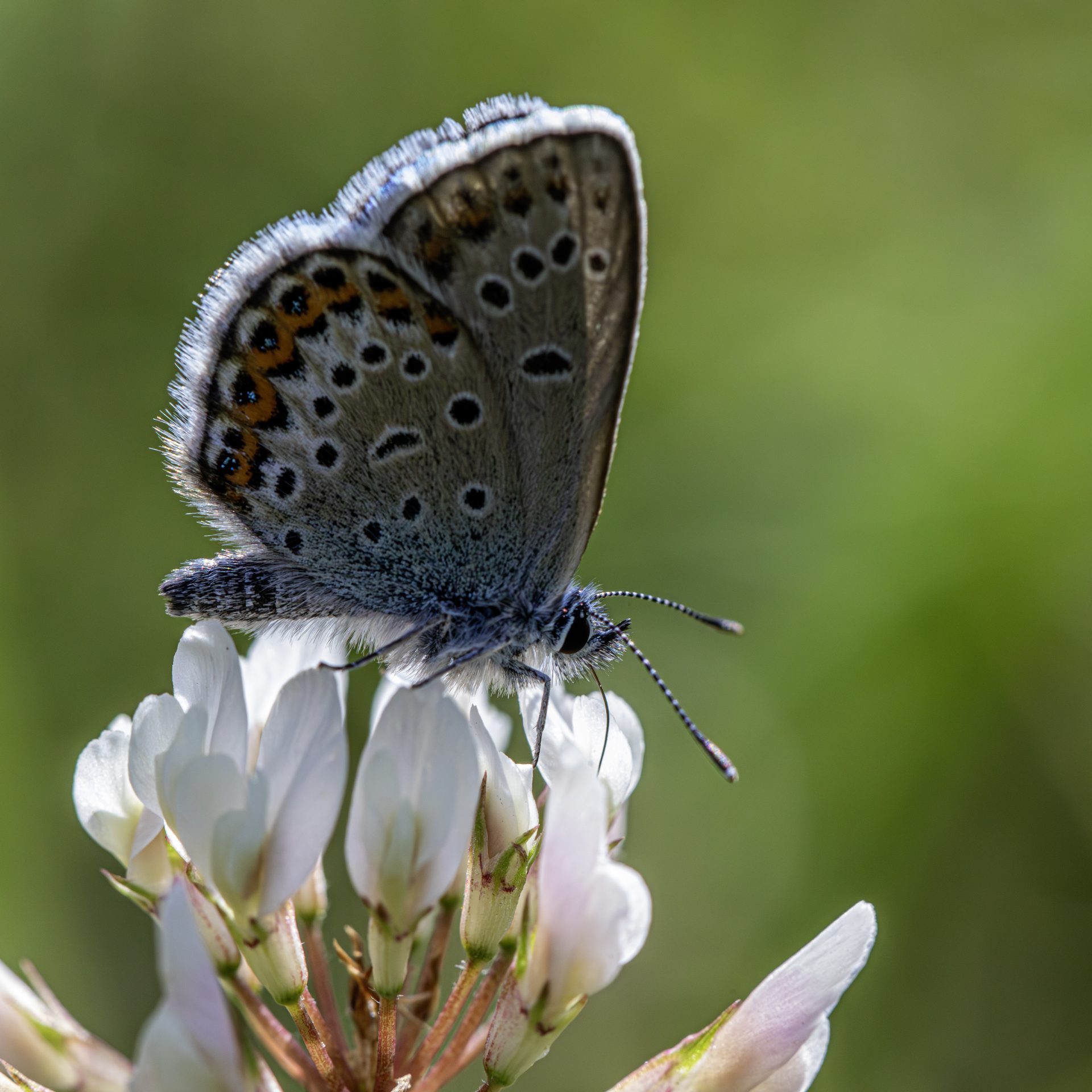 Silver-studded Blue (Plebejus argus)