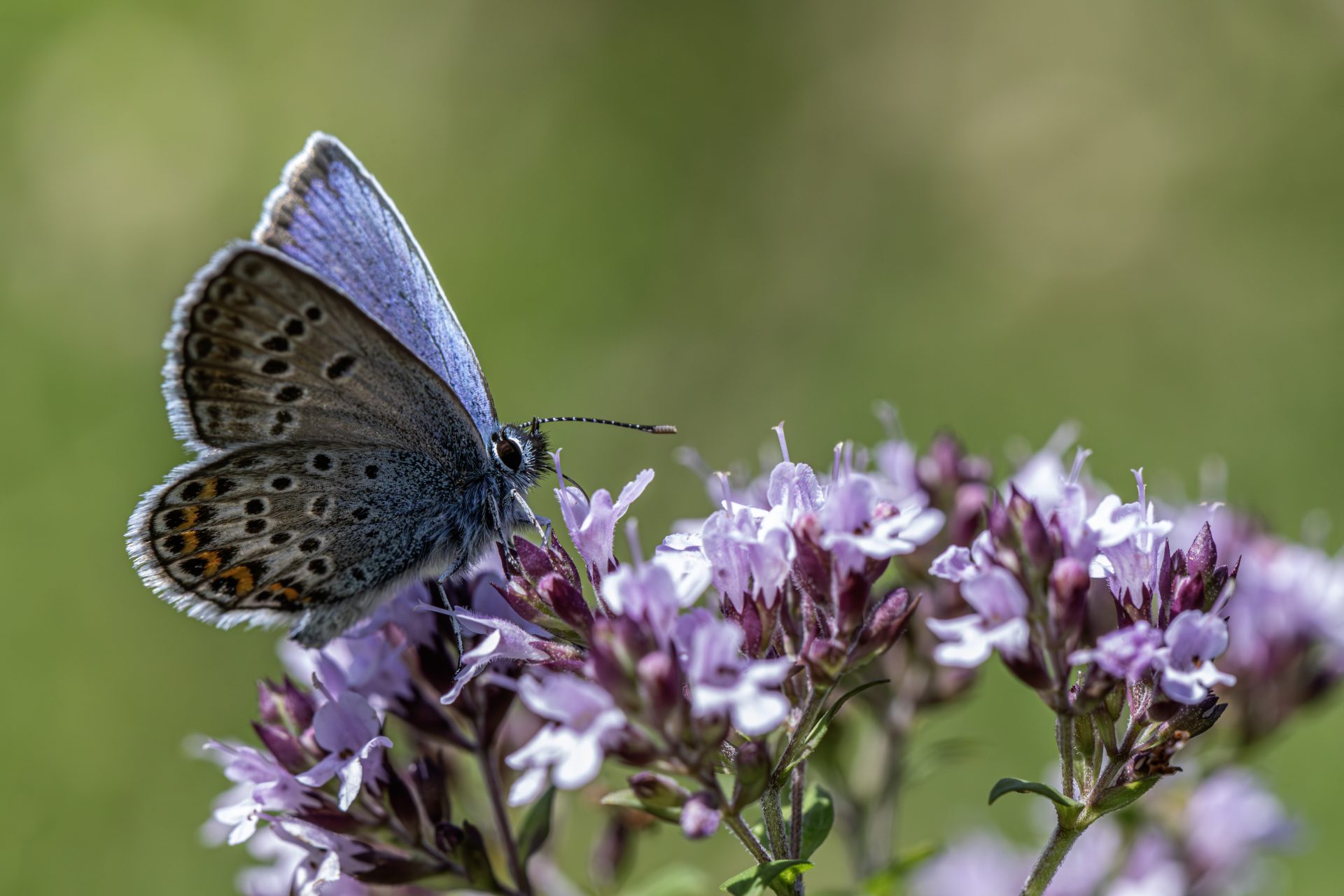 Silver-studded Blue (Plebejus argus)