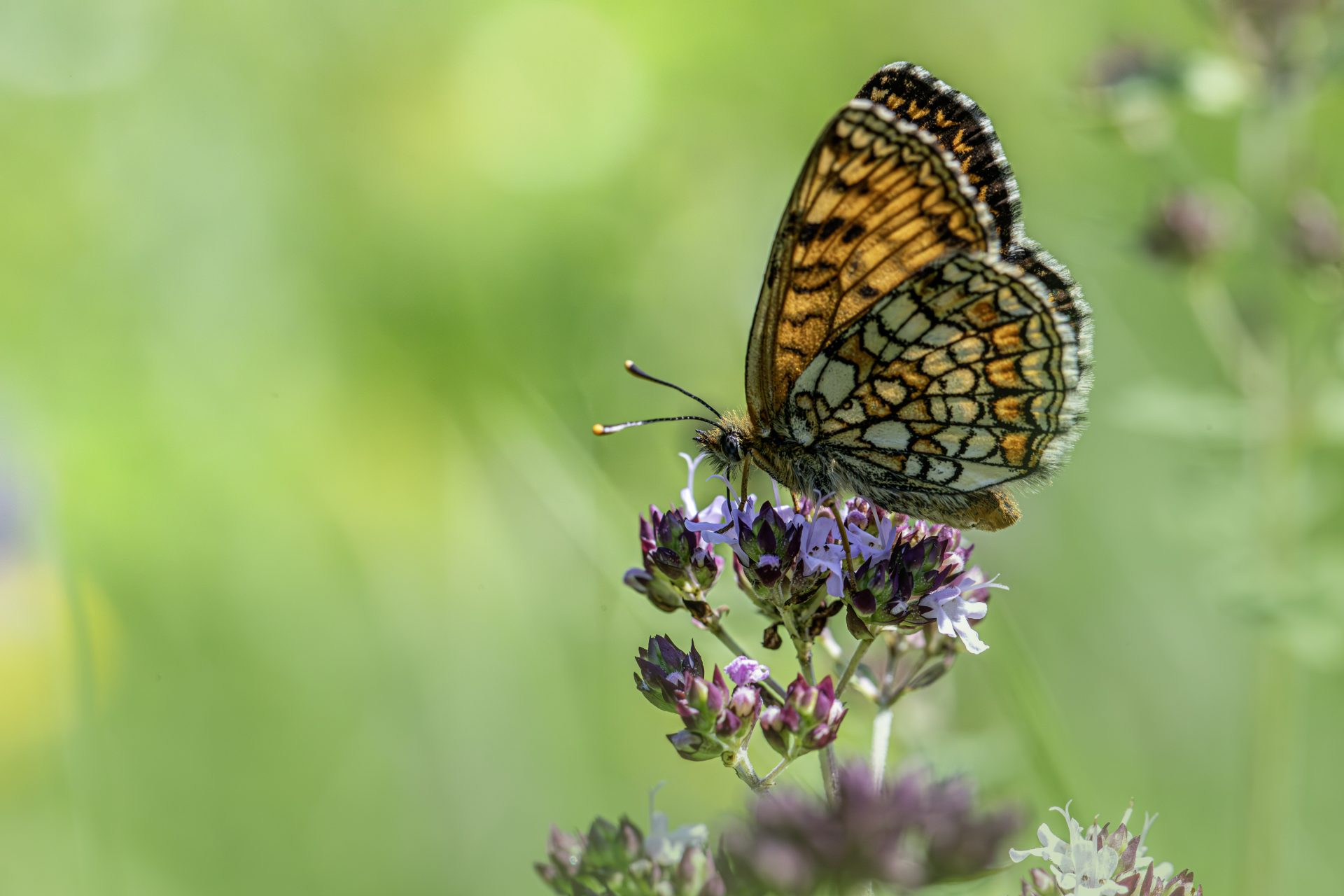 Heath Fritillary (Melitaea parthenoides)