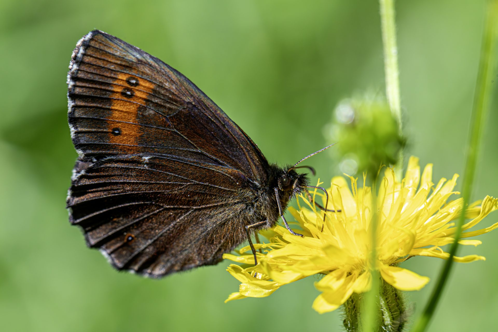 Arran brown (Erebia ligea)