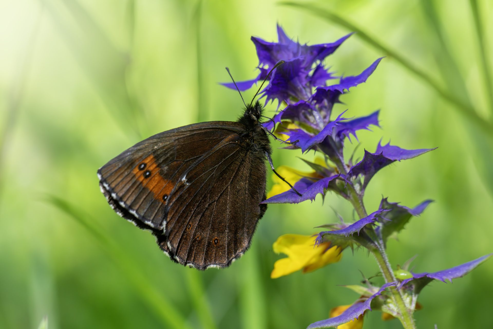Arran brown (Erebia ligea)