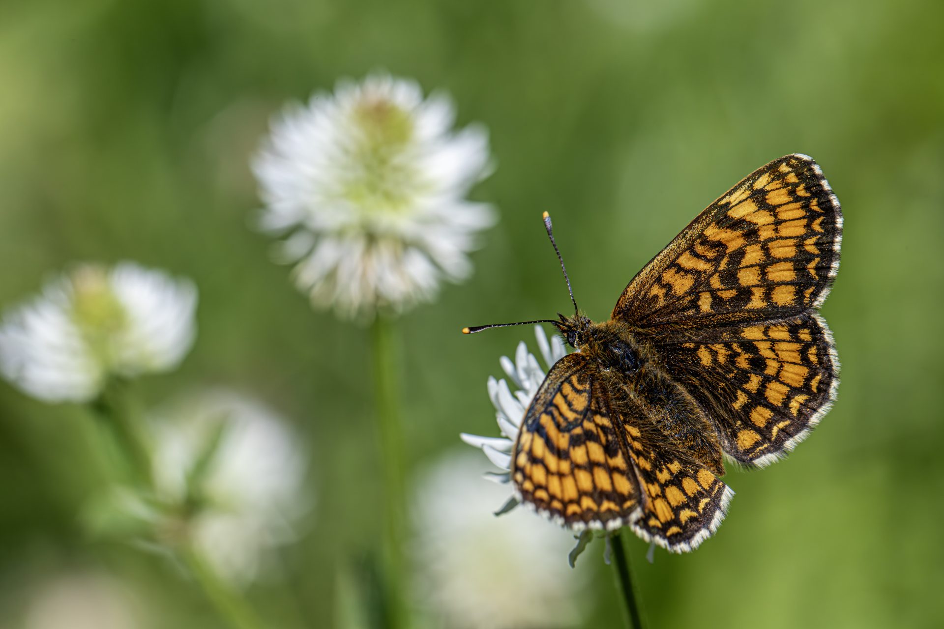 Heath Fritillary (Melitaea parthenoides)