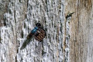Cuckoo wasp