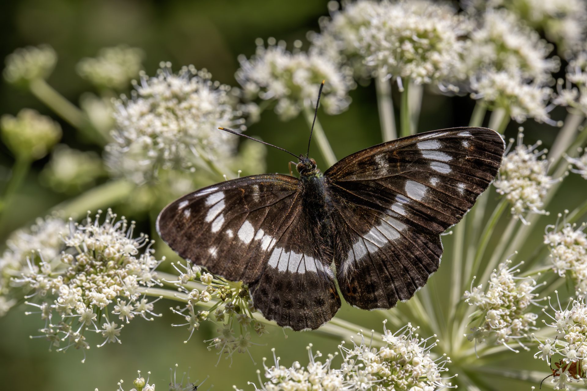 White admiral (Limenitis camilla)