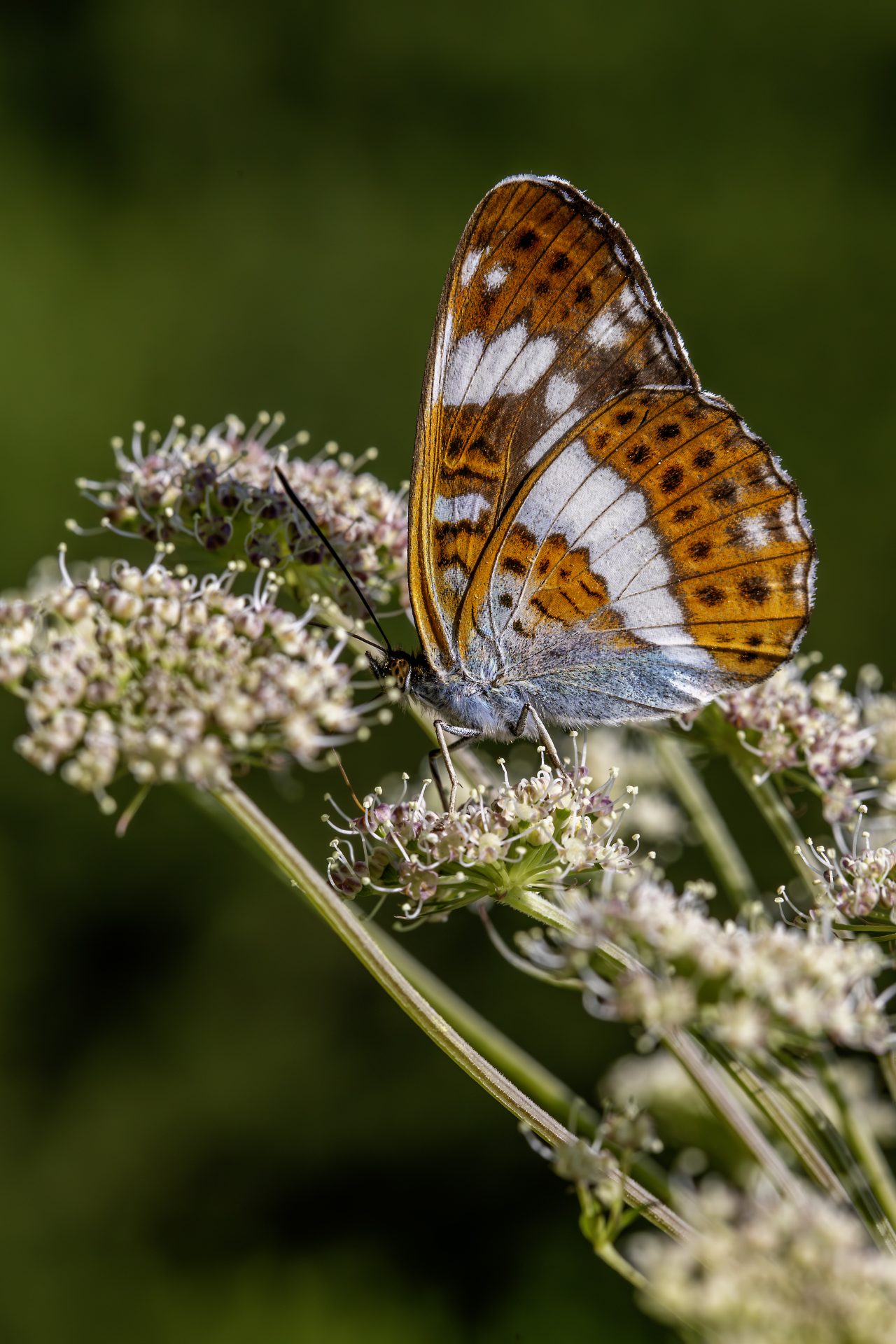 White admiral (Limenitis camilla)