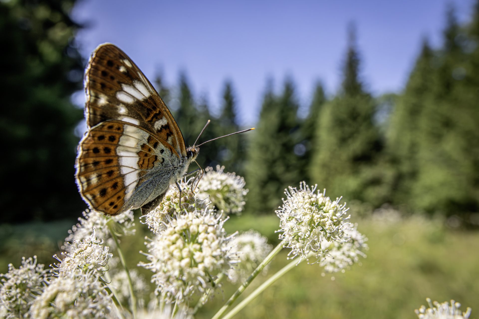 White admiral (Limenitis camilla)