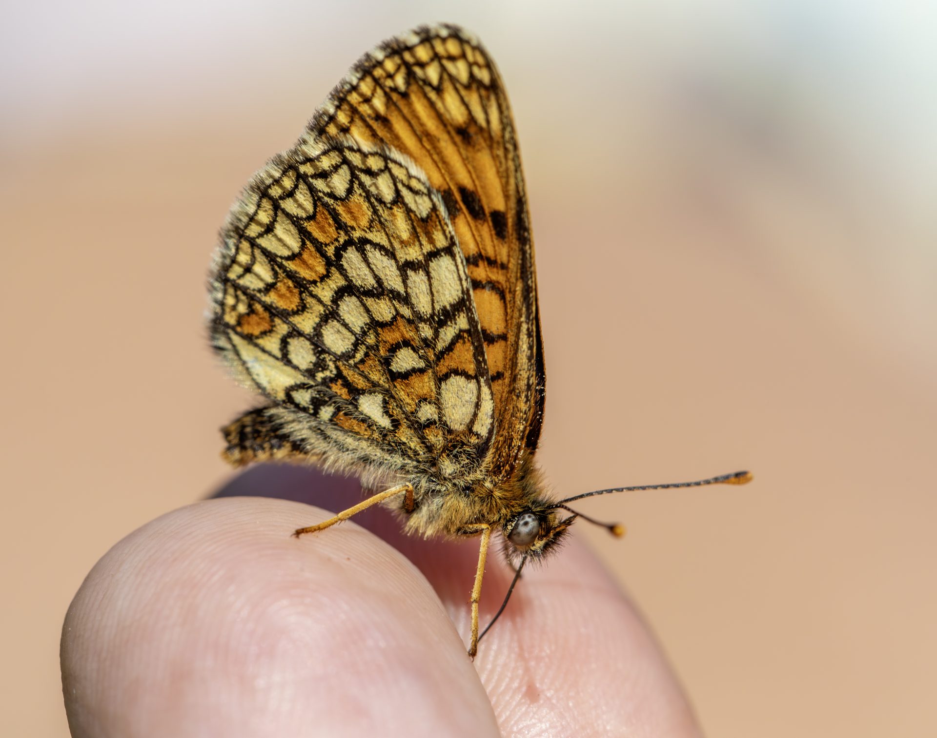 Heath Fritillary (Melitaea parthenoides)