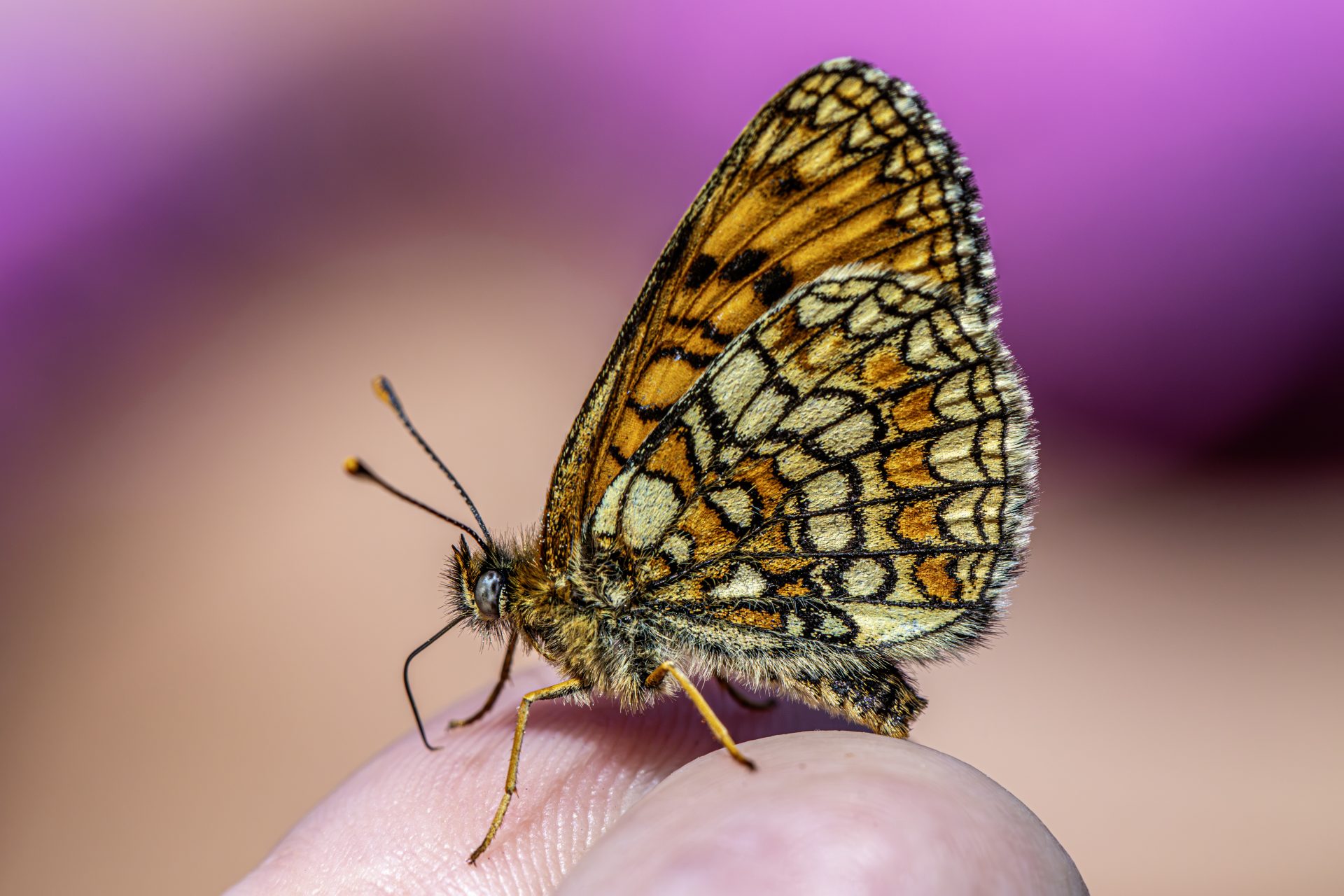 Heath Fritillary (Melitaea parthenoides)