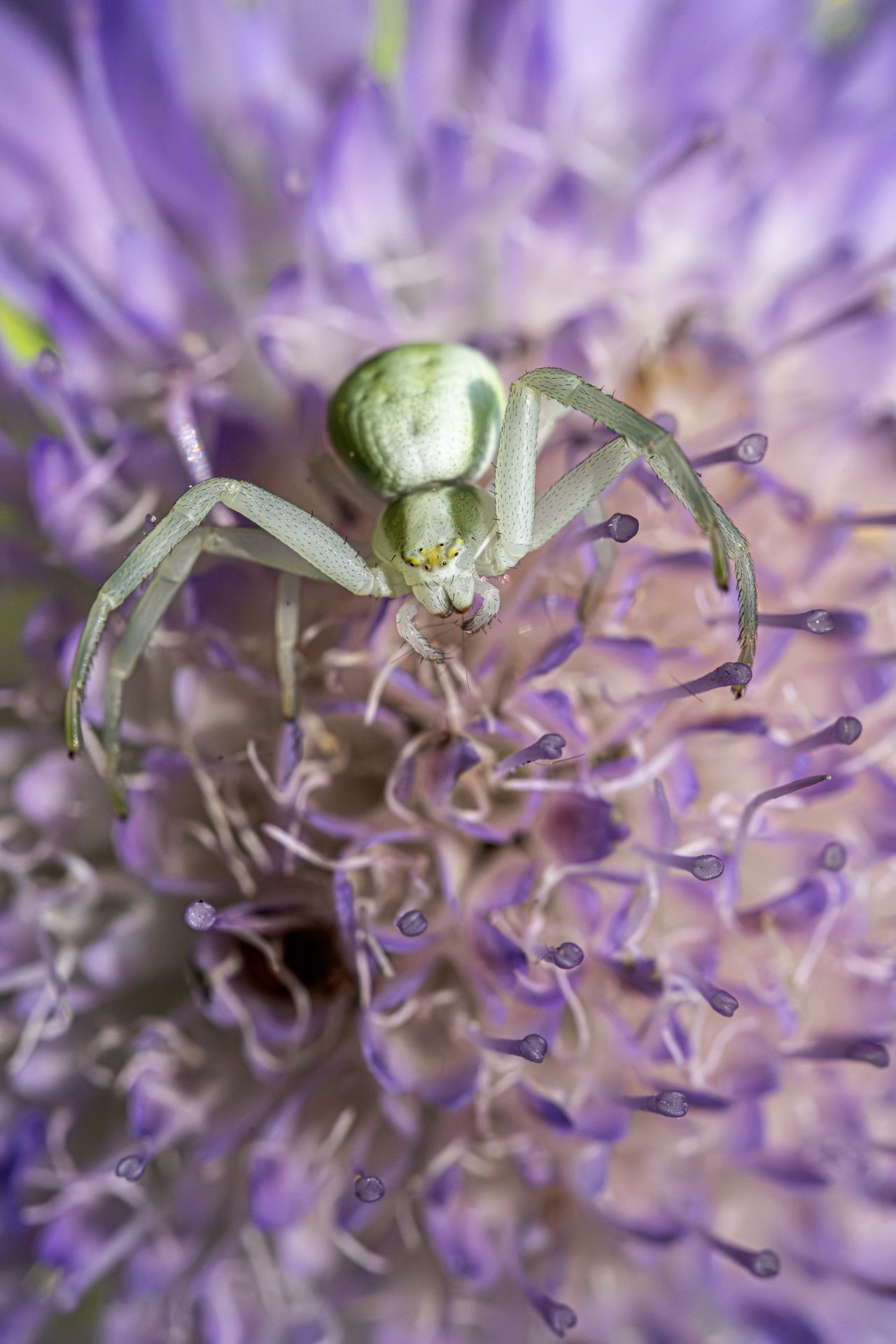 Goldenrod crab spider (Misumena Vatia)