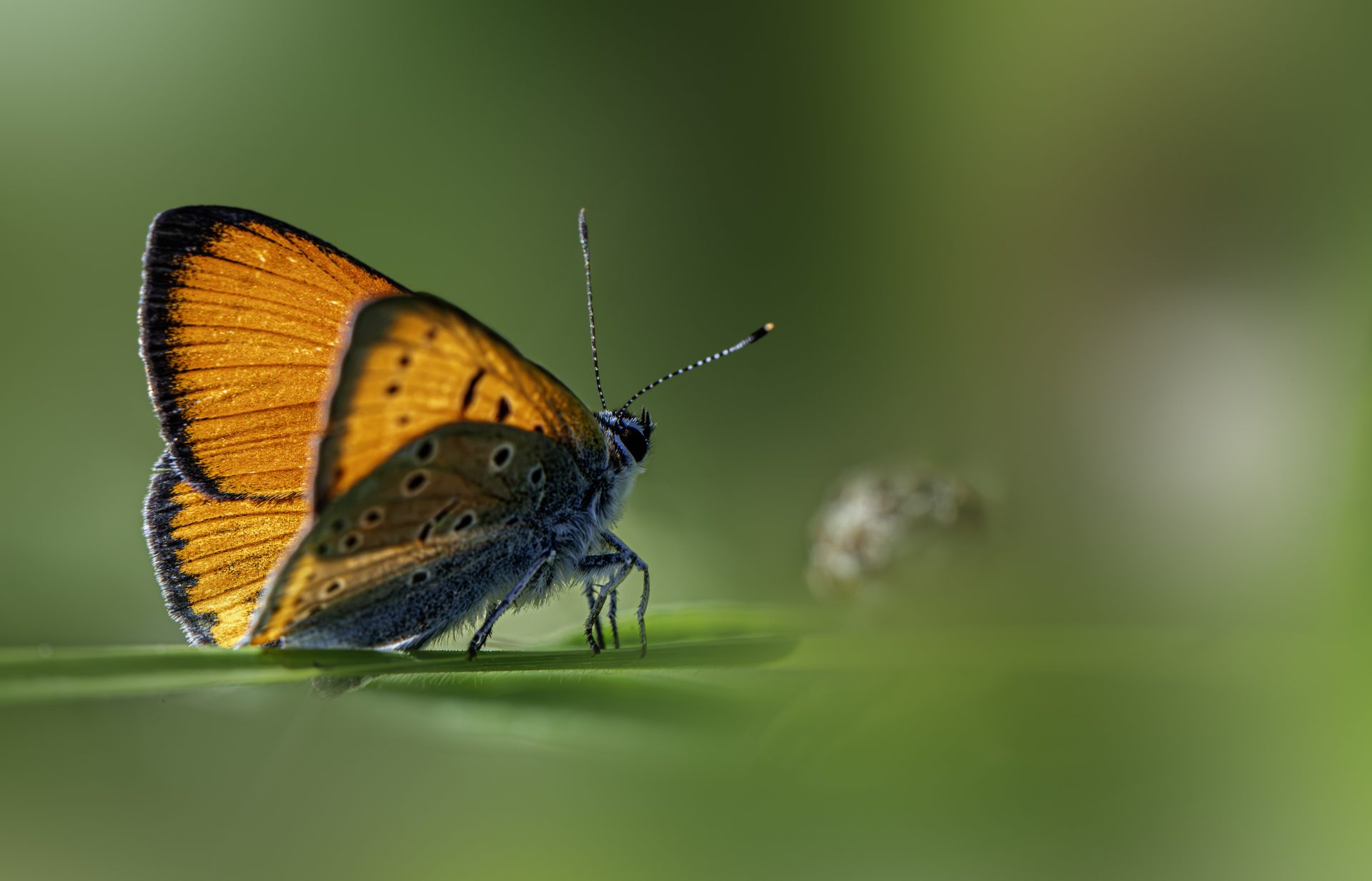 Large Copper (Lycaena dispar)