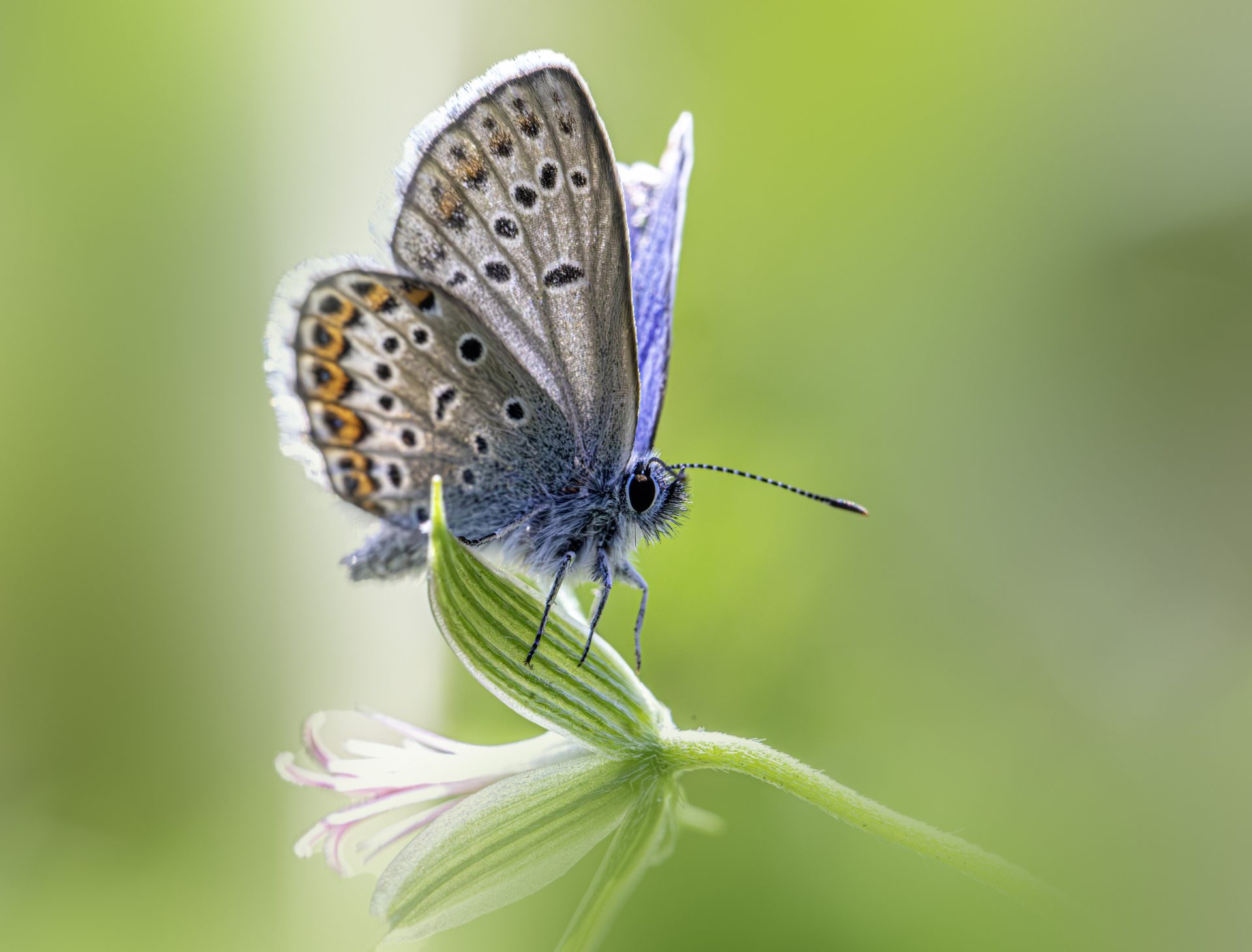 Silver-studded Blue (Plebejus argus)