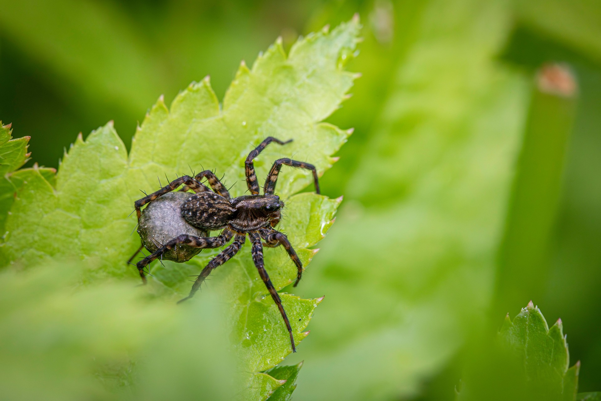 Spotted wolf spider (Pardosa amentata)