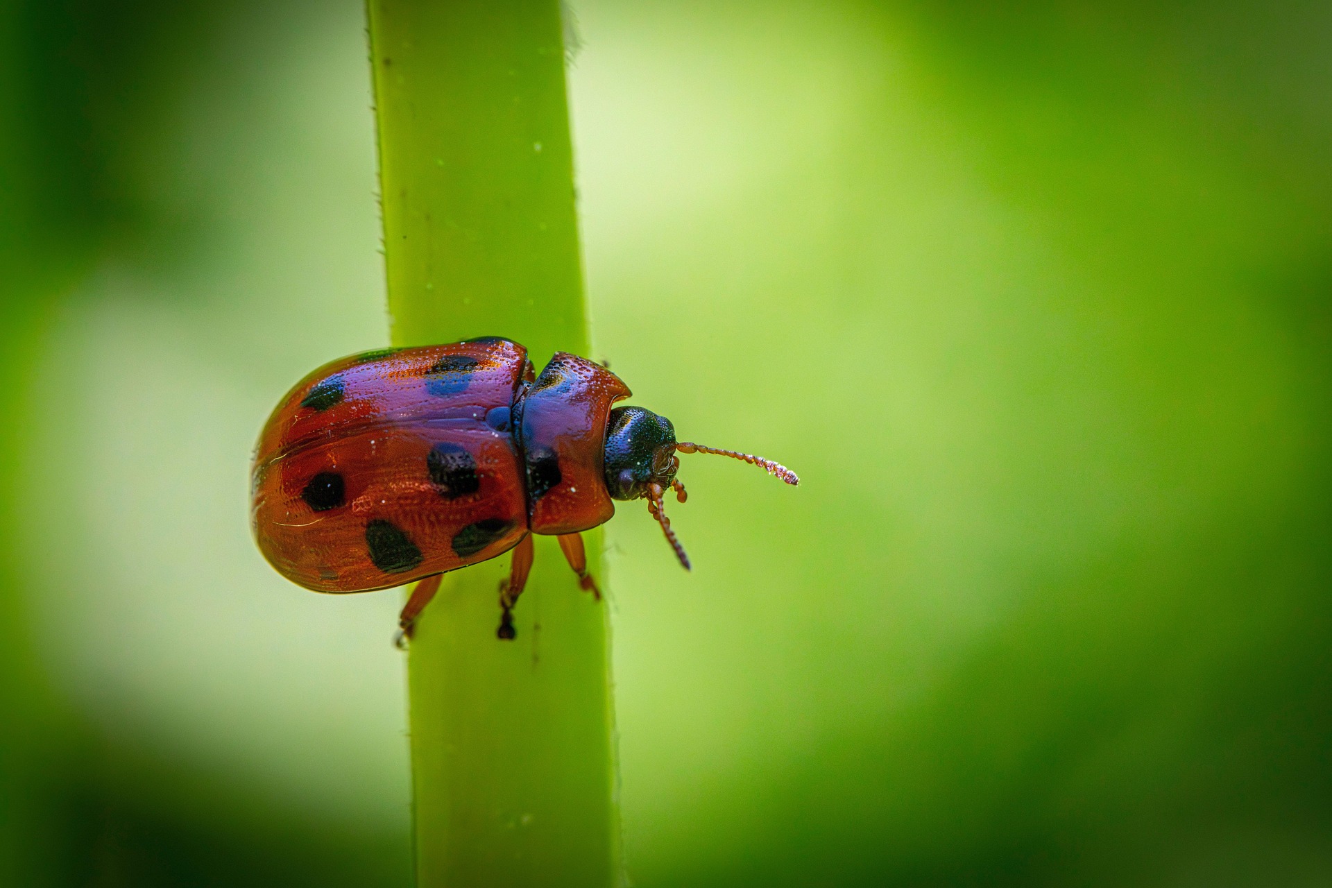 American Aspen Beetle (Gonioctena viminalis)
