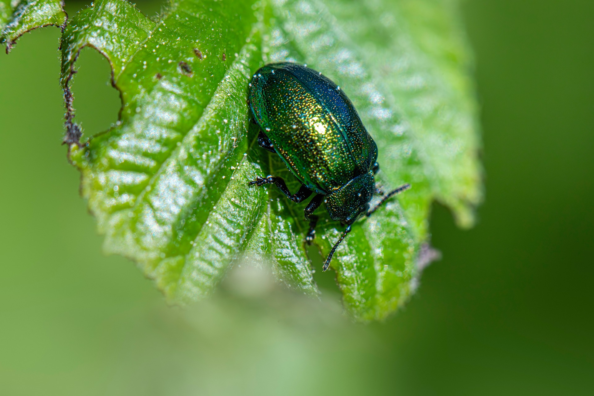 Leaf beetle (Plagiosterna aenea)
