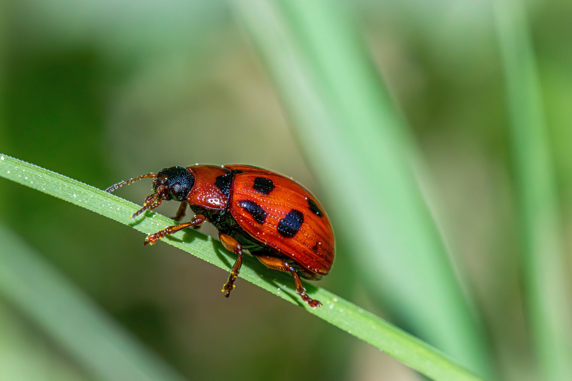 American Aspen Beetle (Gonioctena viminalis)
