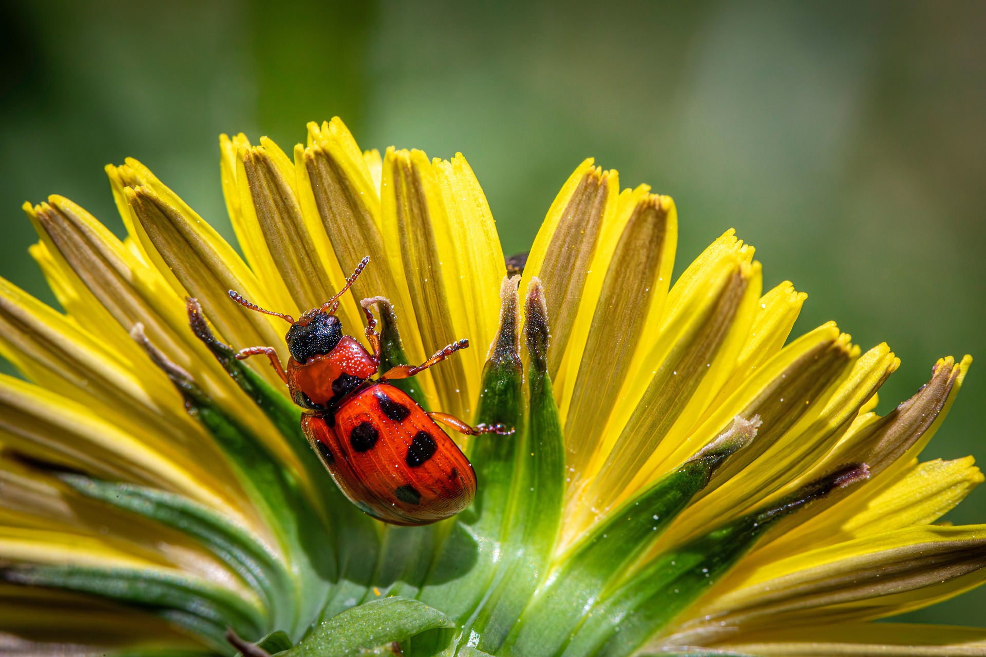 American Aspen Beetle (Gonioctena viminalis)
