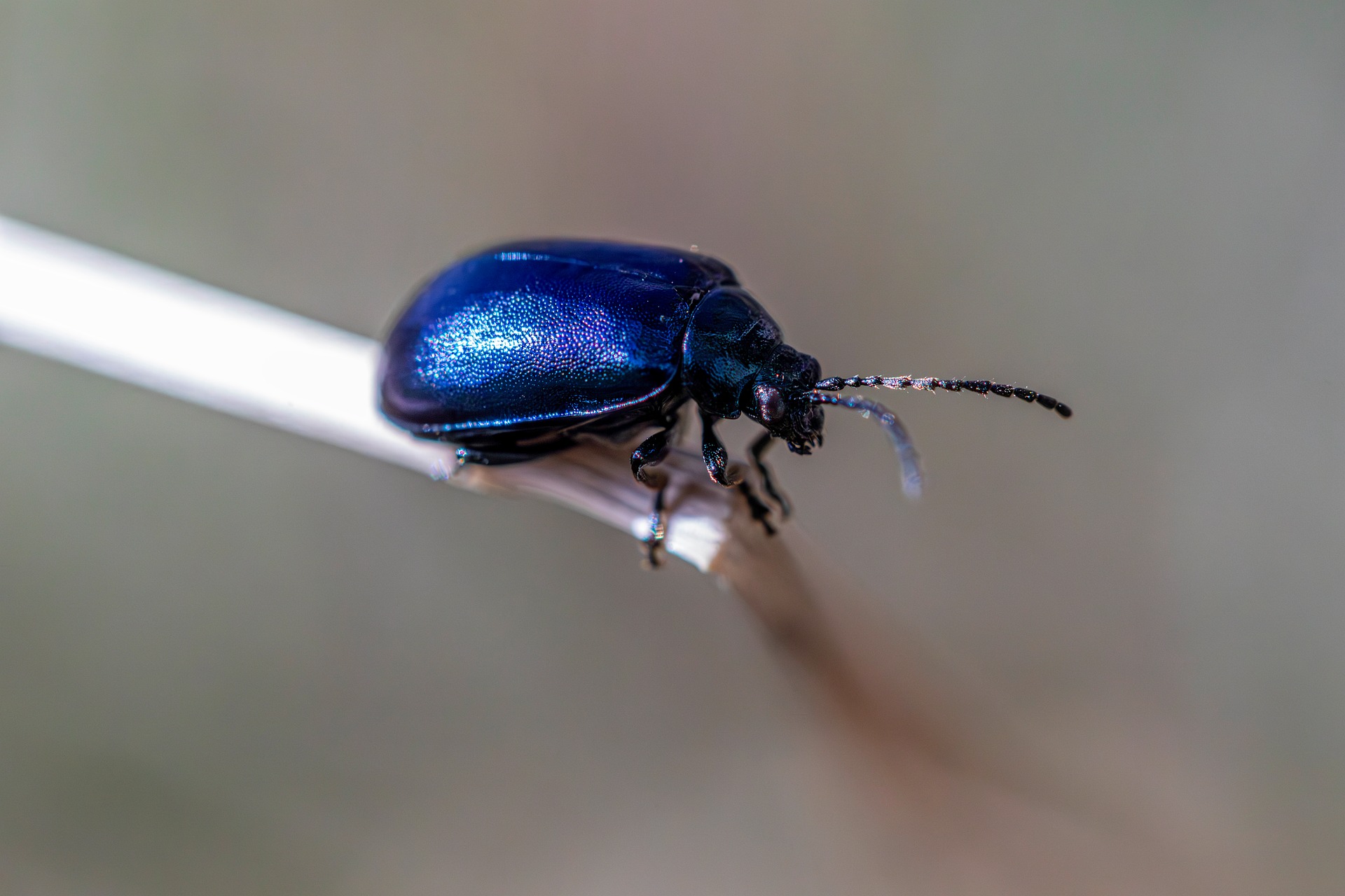 Alder Leaf Beetle (Agelastica alni)