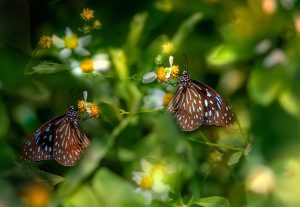 Blue glassy tiger (Ideopsis similis)