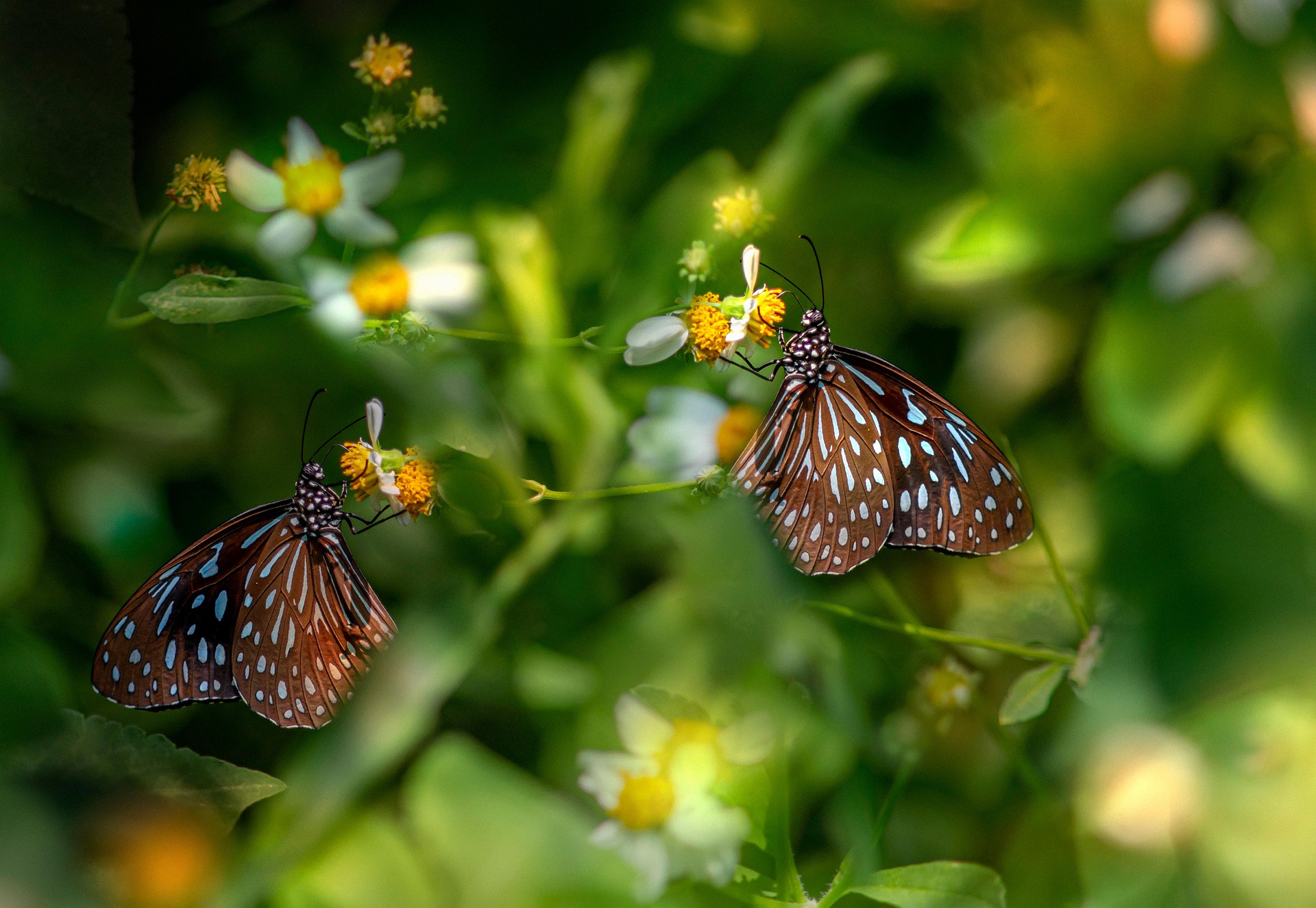 Blue glassy tiger (Ideopsis similis)