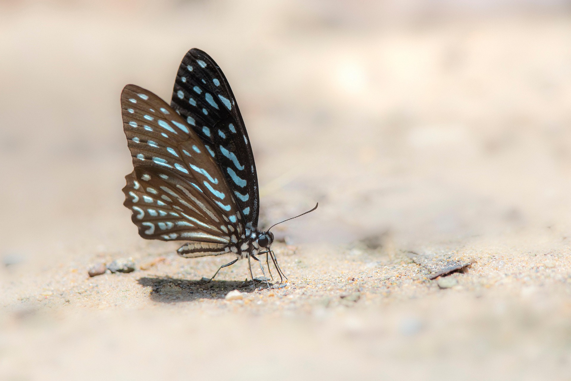 Blue glassy tiger (Ideopsis similis)