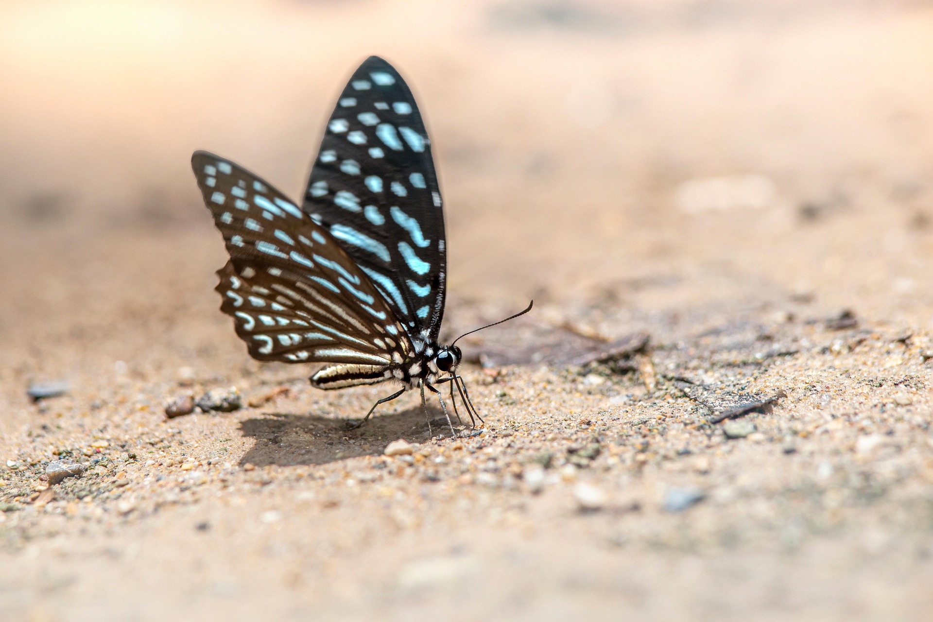 Blue glassy tiger (Ideopsis similis)