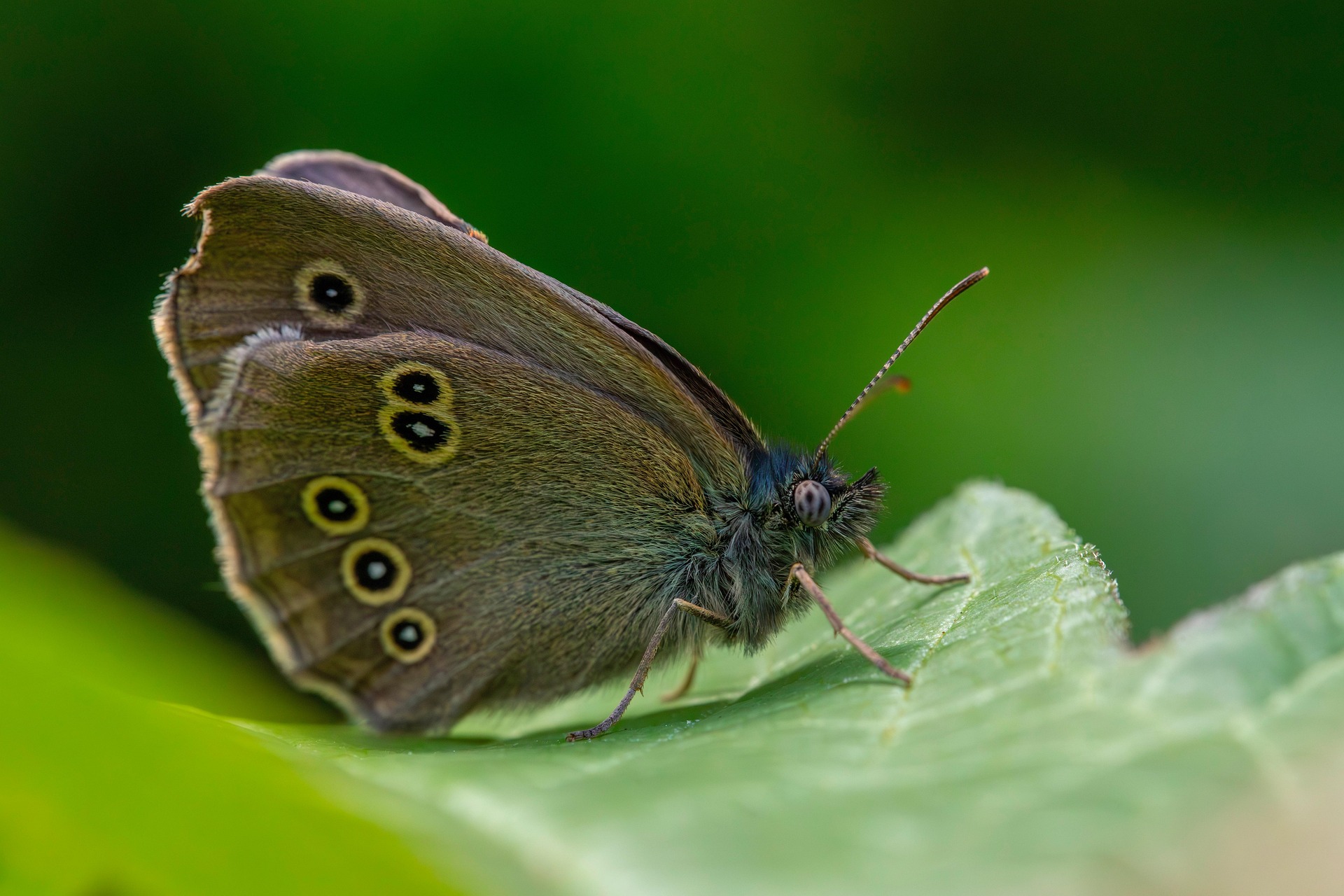 Ringlet (Aphantopus hyperantus)