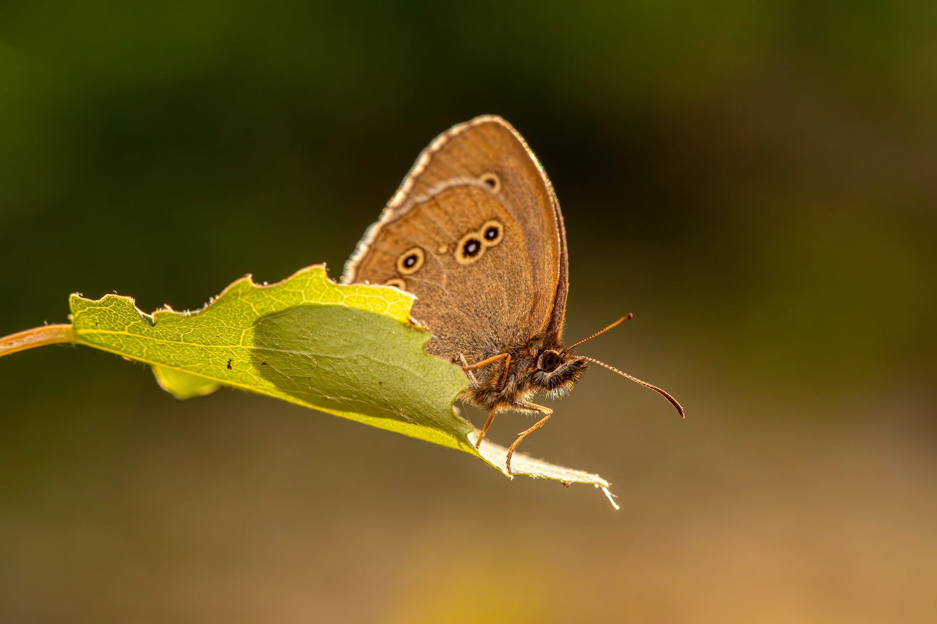 Ringlet (Aphantopus hyperantus)