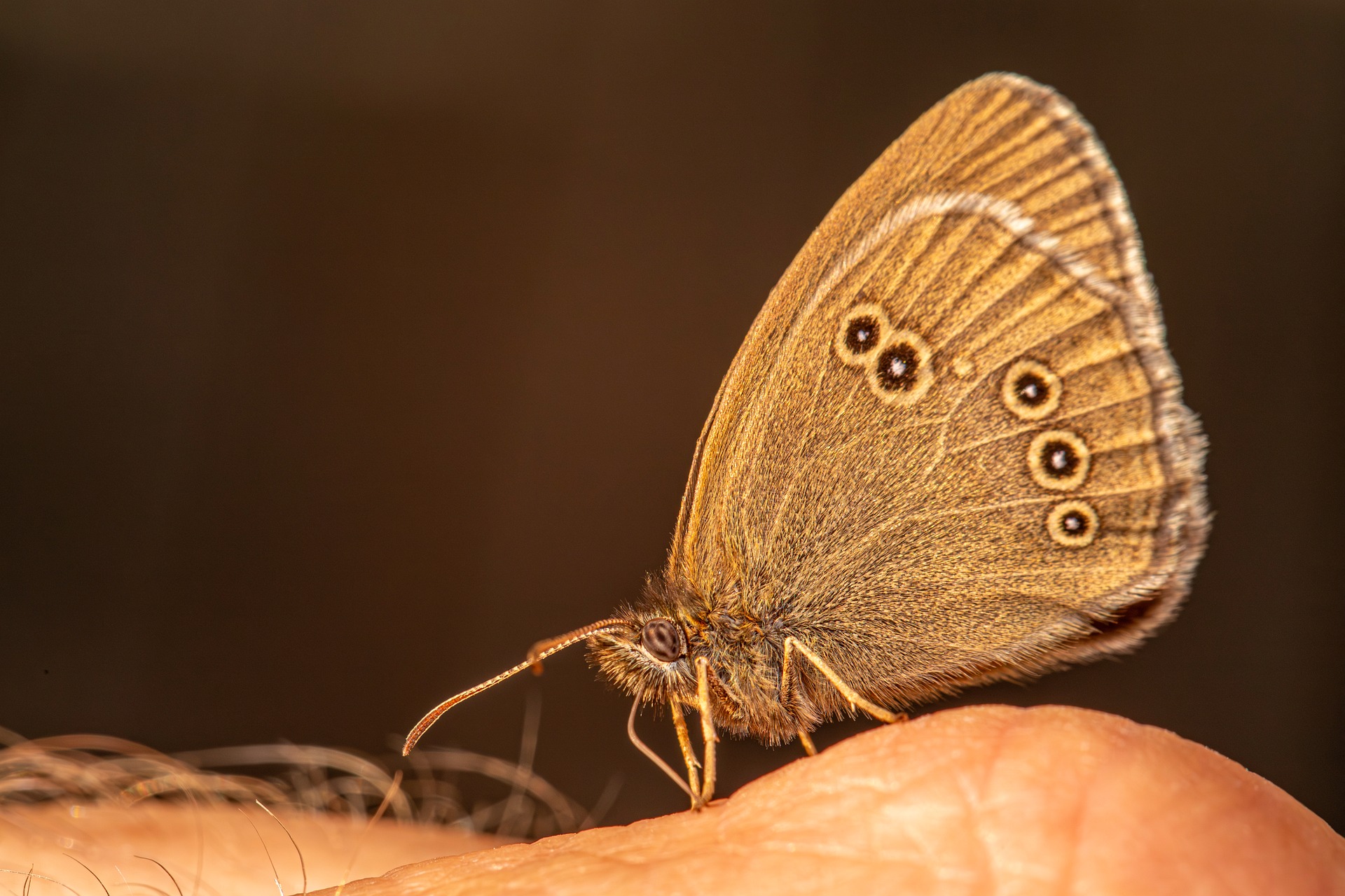 Ringlet (Aphantopus hyperantus)