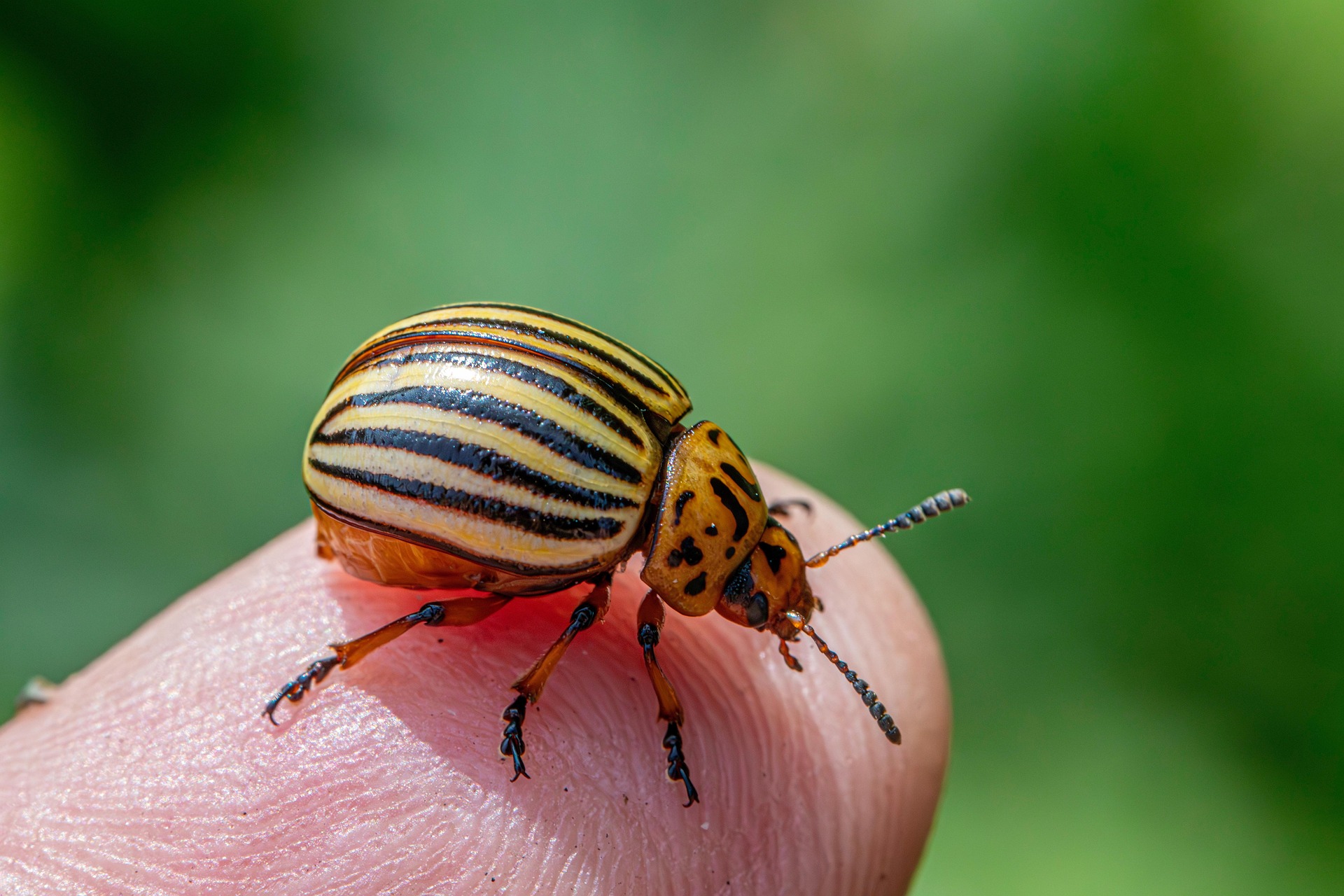 Colorado potato beetle (Leptinotarsa decemlineata)