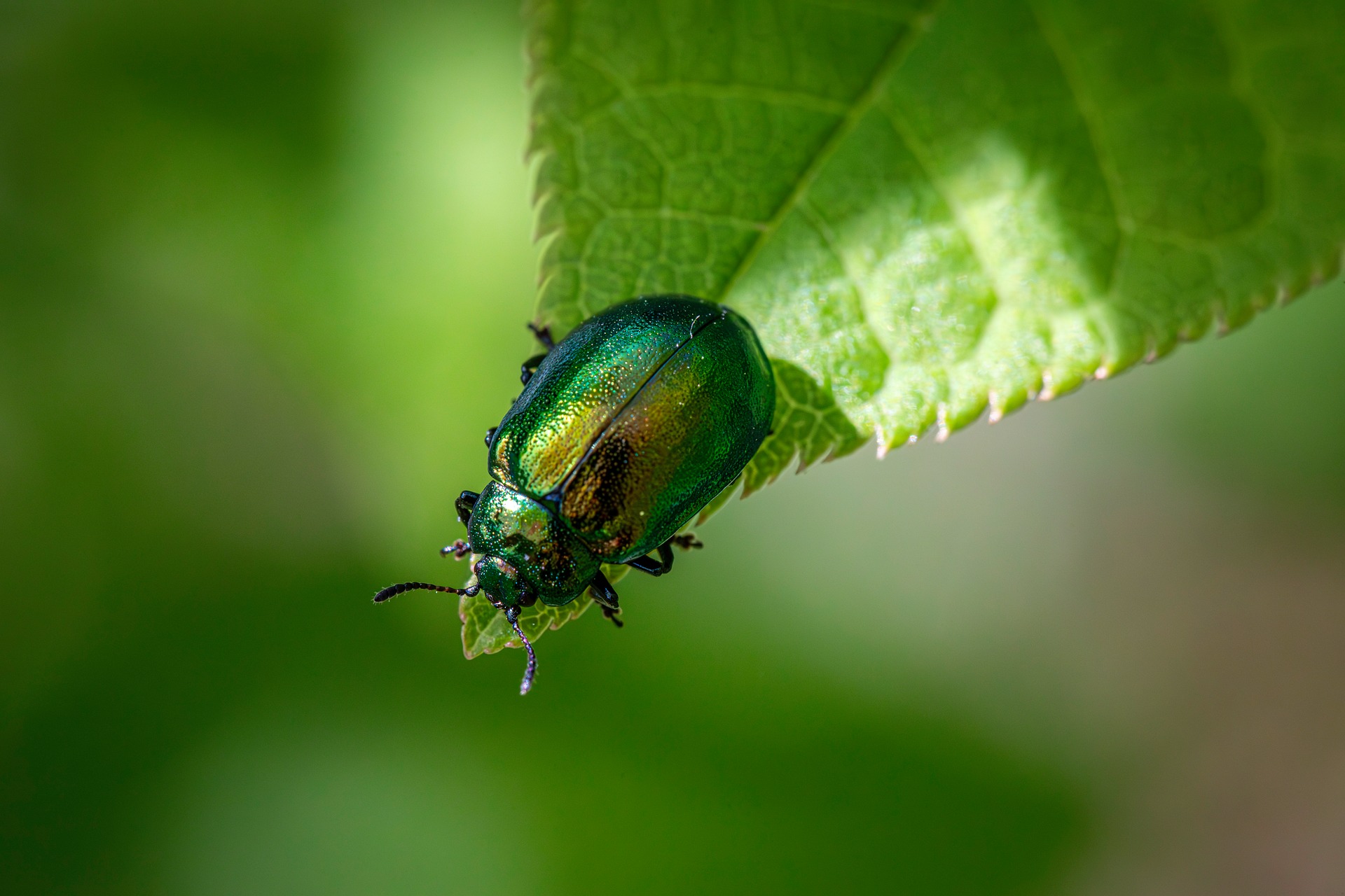 Leaf beetle (Plagiosterna aenea)