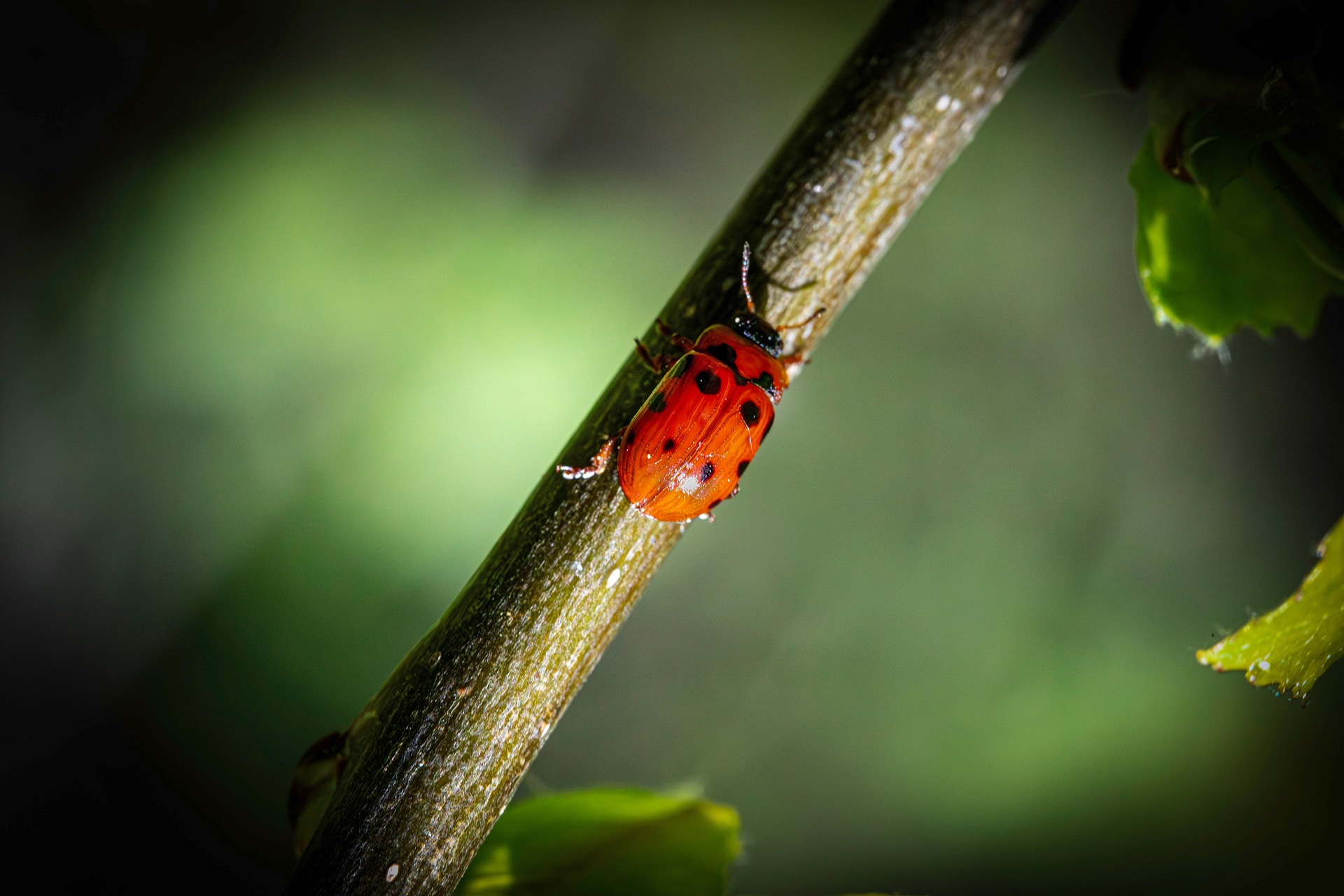 American Aspen Beetle (Gonioctena viminalis)