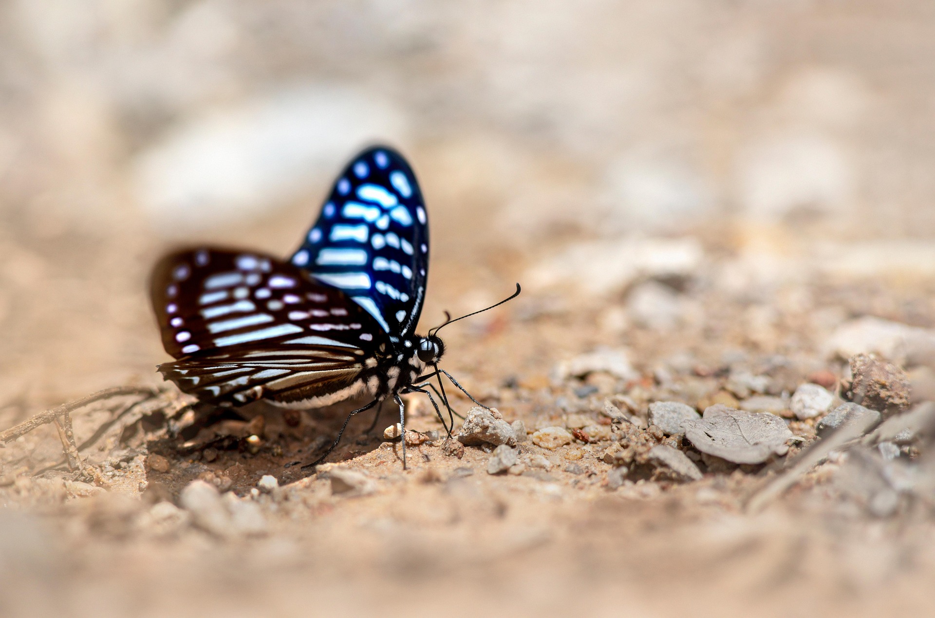 Blue glassy tiger (Ideopsis similis)