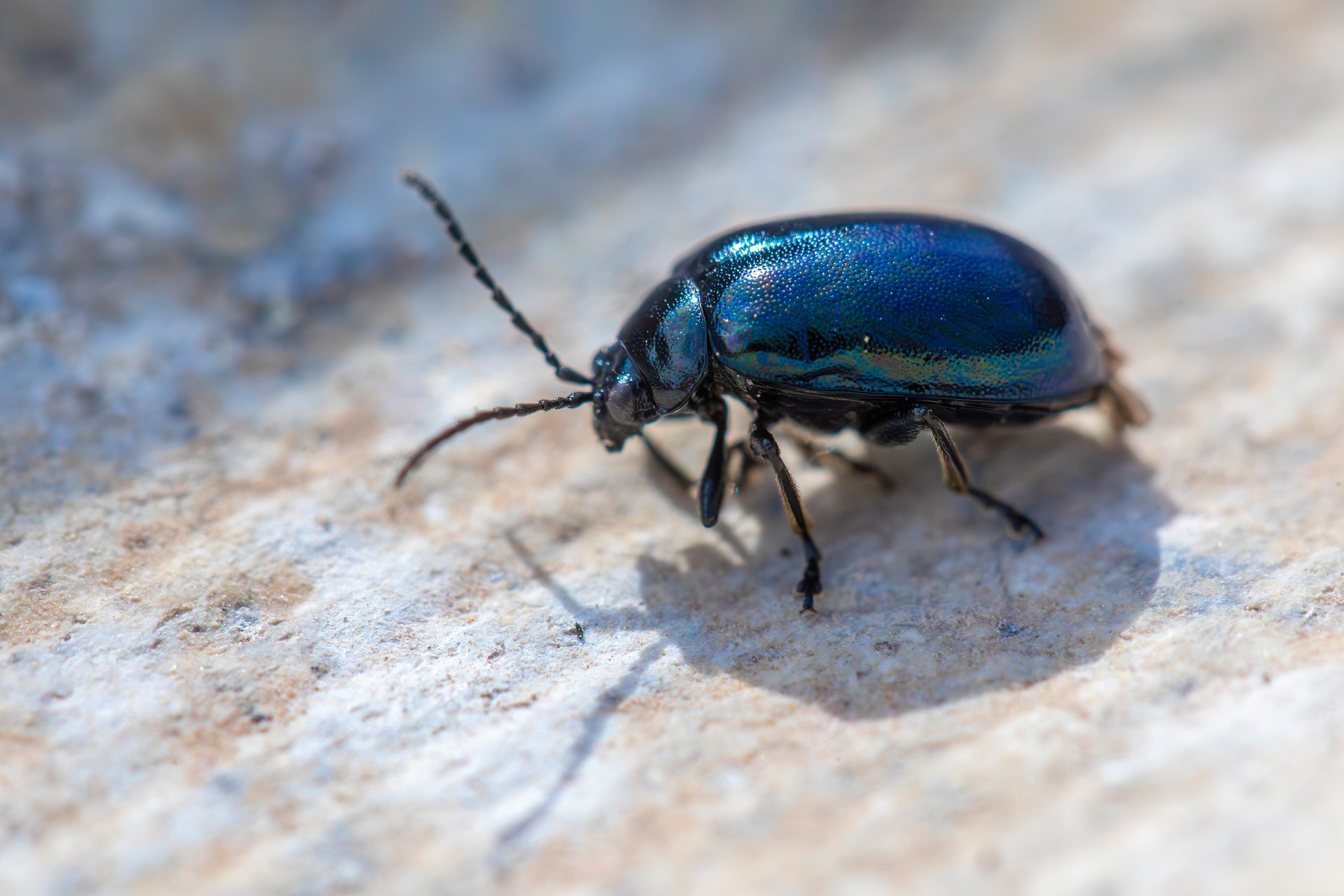 Alder Leaf Beetle (Agelastica alni)