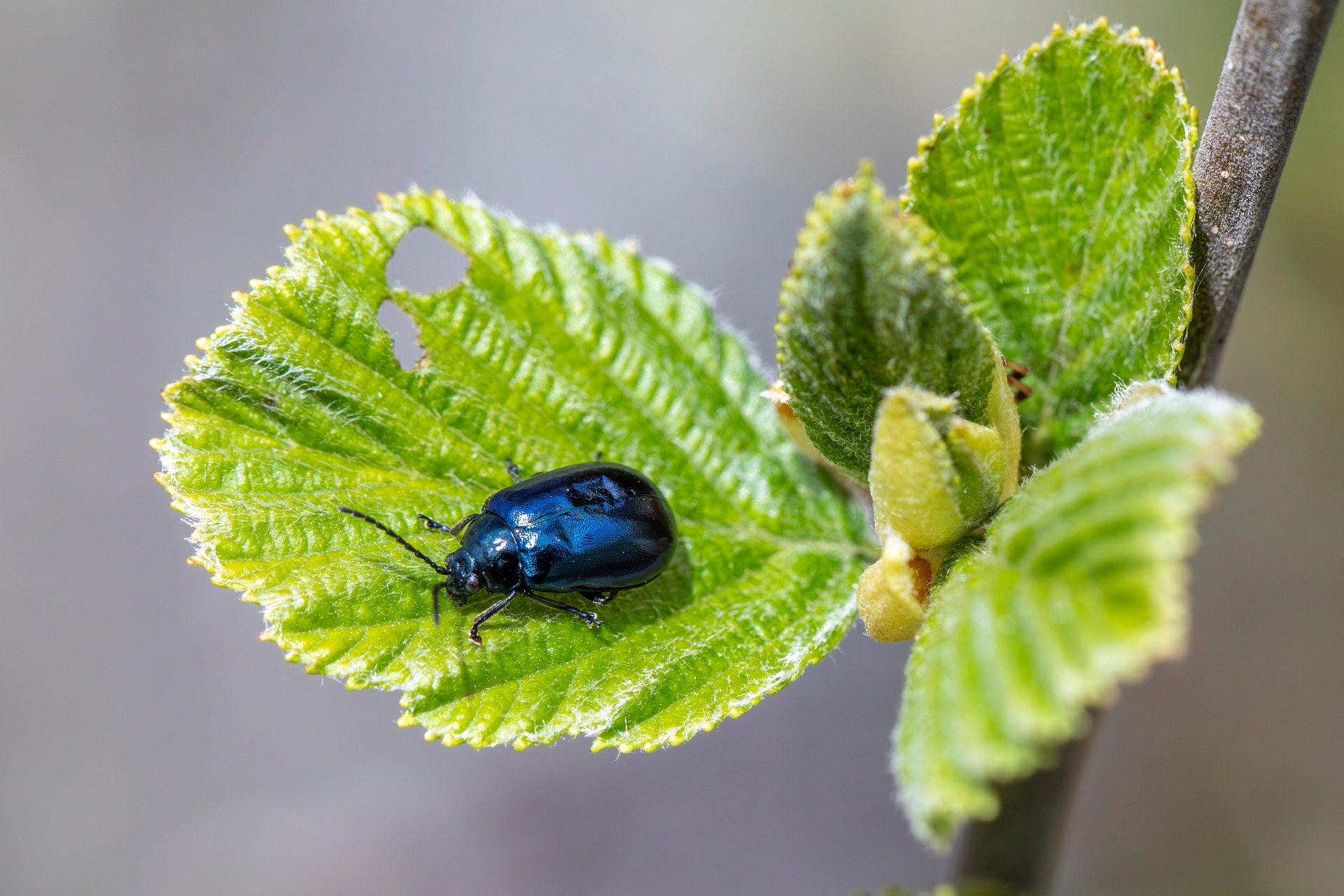 Alder Leaf Beetle (Agelastica alni)