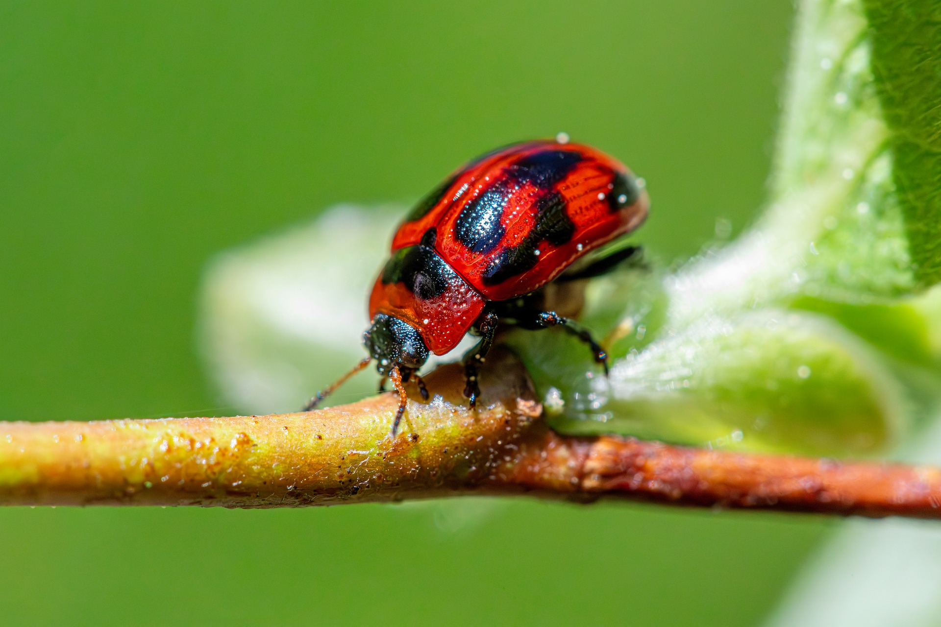 American Aspen Beetle (Gonioctena viminalis)