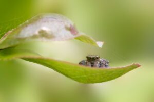 https://pixabay.com/photos/jumping-spider-animal-beautiful-bug-9538453/