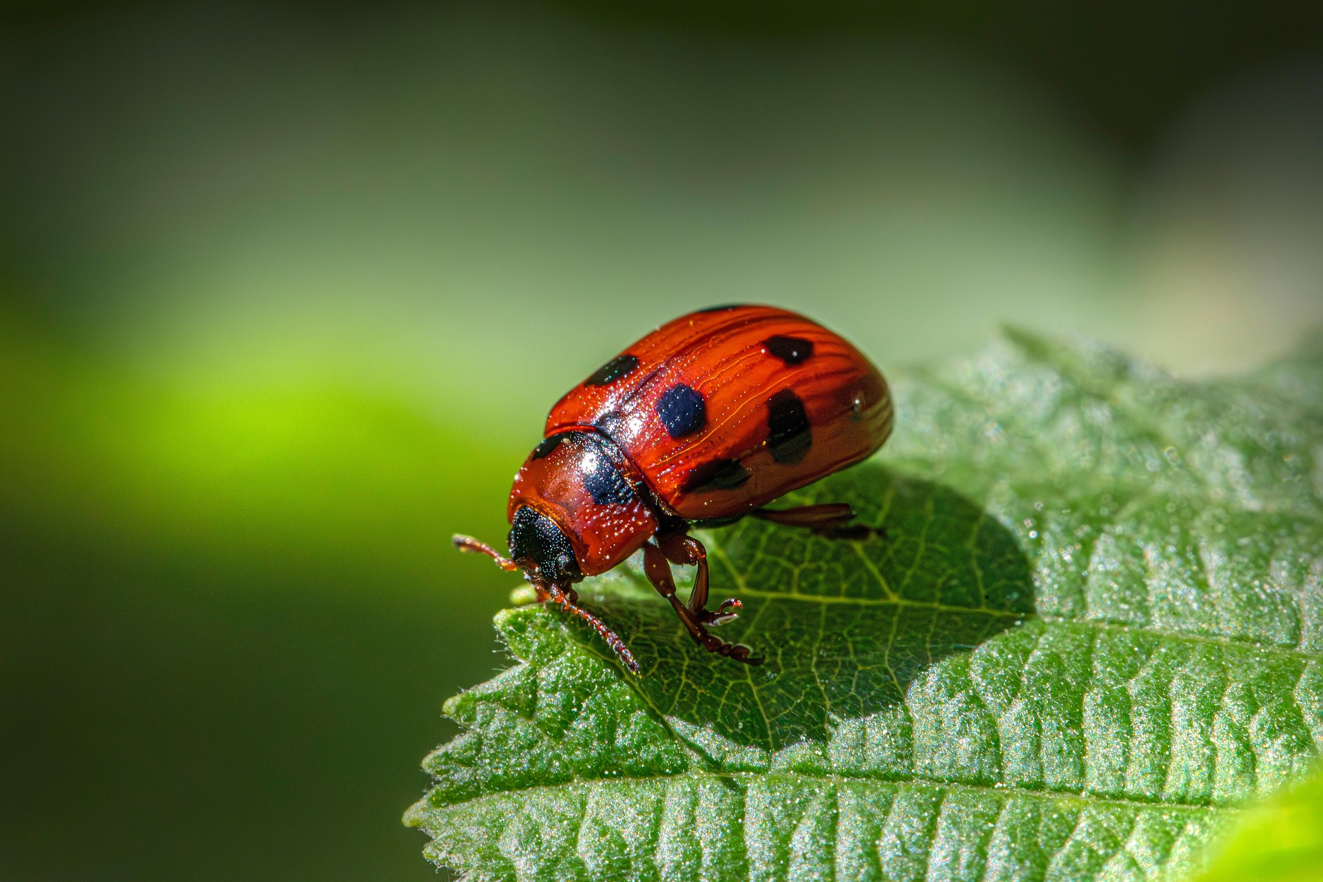 American Aspen Beetle (Gonioctena viminalis)