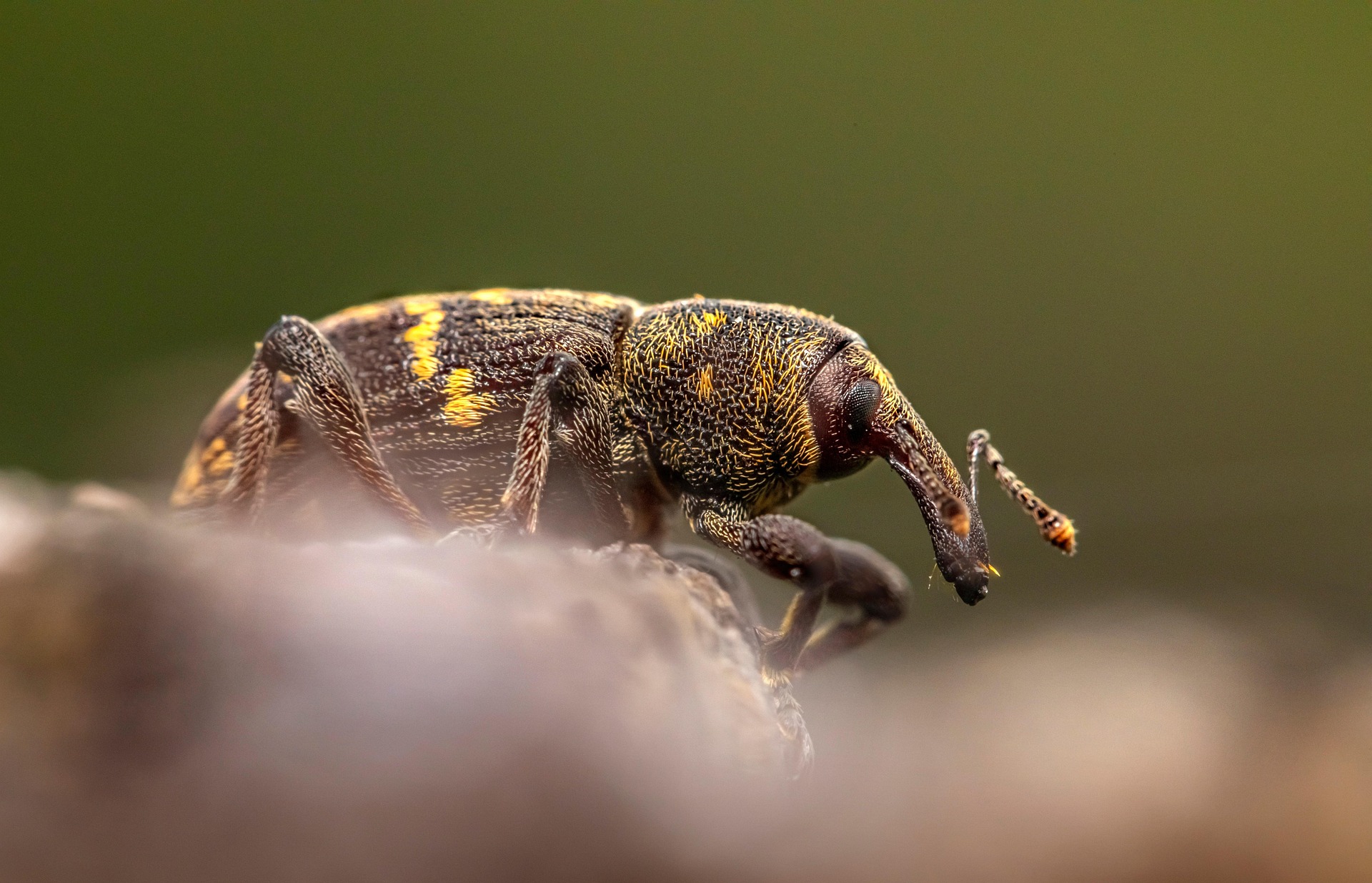 https://pixabay.com/photos/large-pine-weevil-hylobius-abietis-6261935/