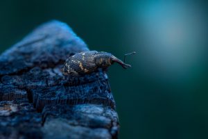 hLarge Pine Weevil (Hylobius abietis)